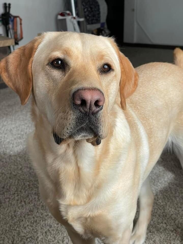 Dog image 1