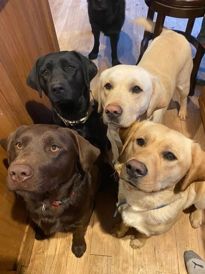 Dog image 5