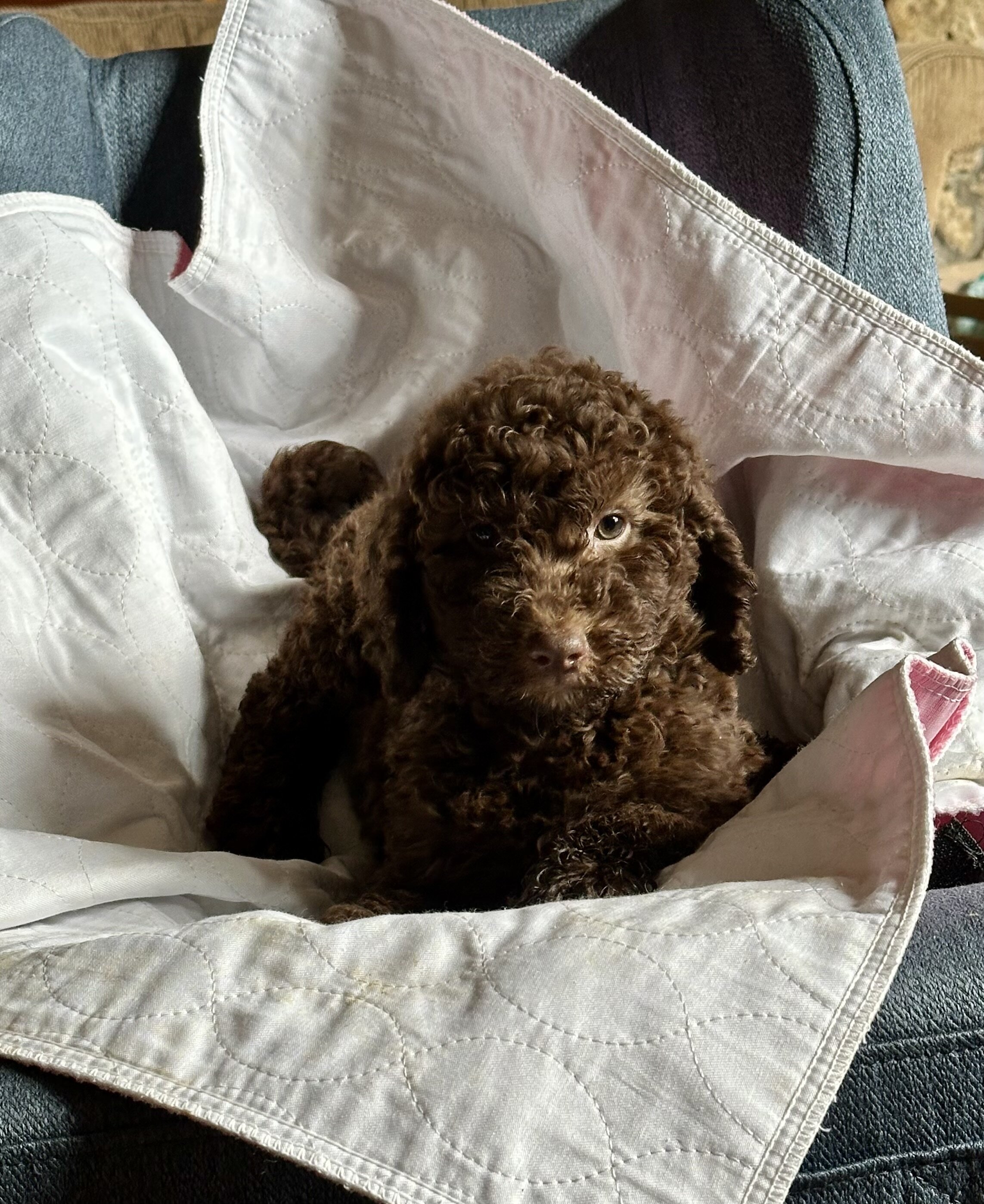 Goldendoodle image 2