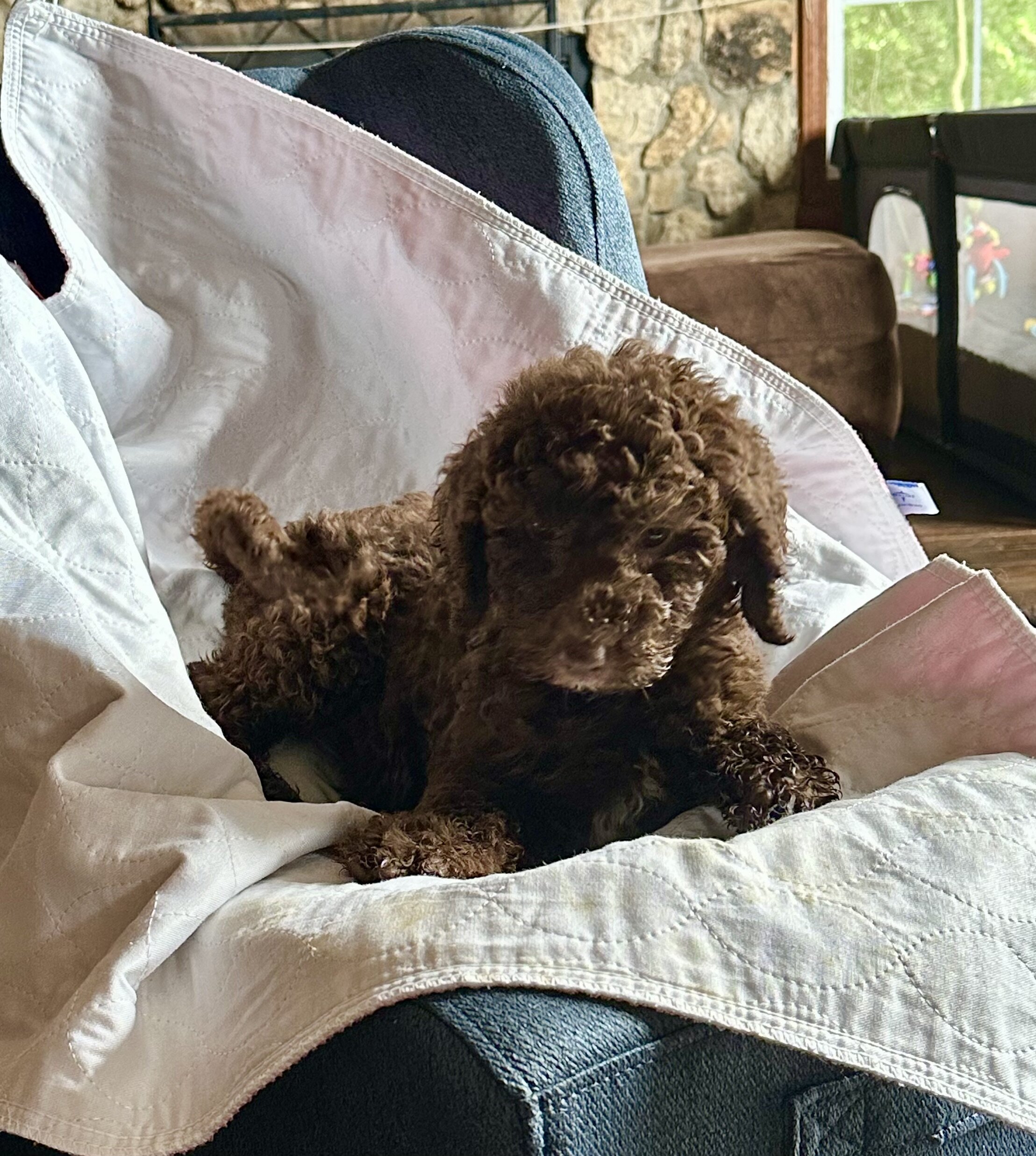 Goldendoodle image 3