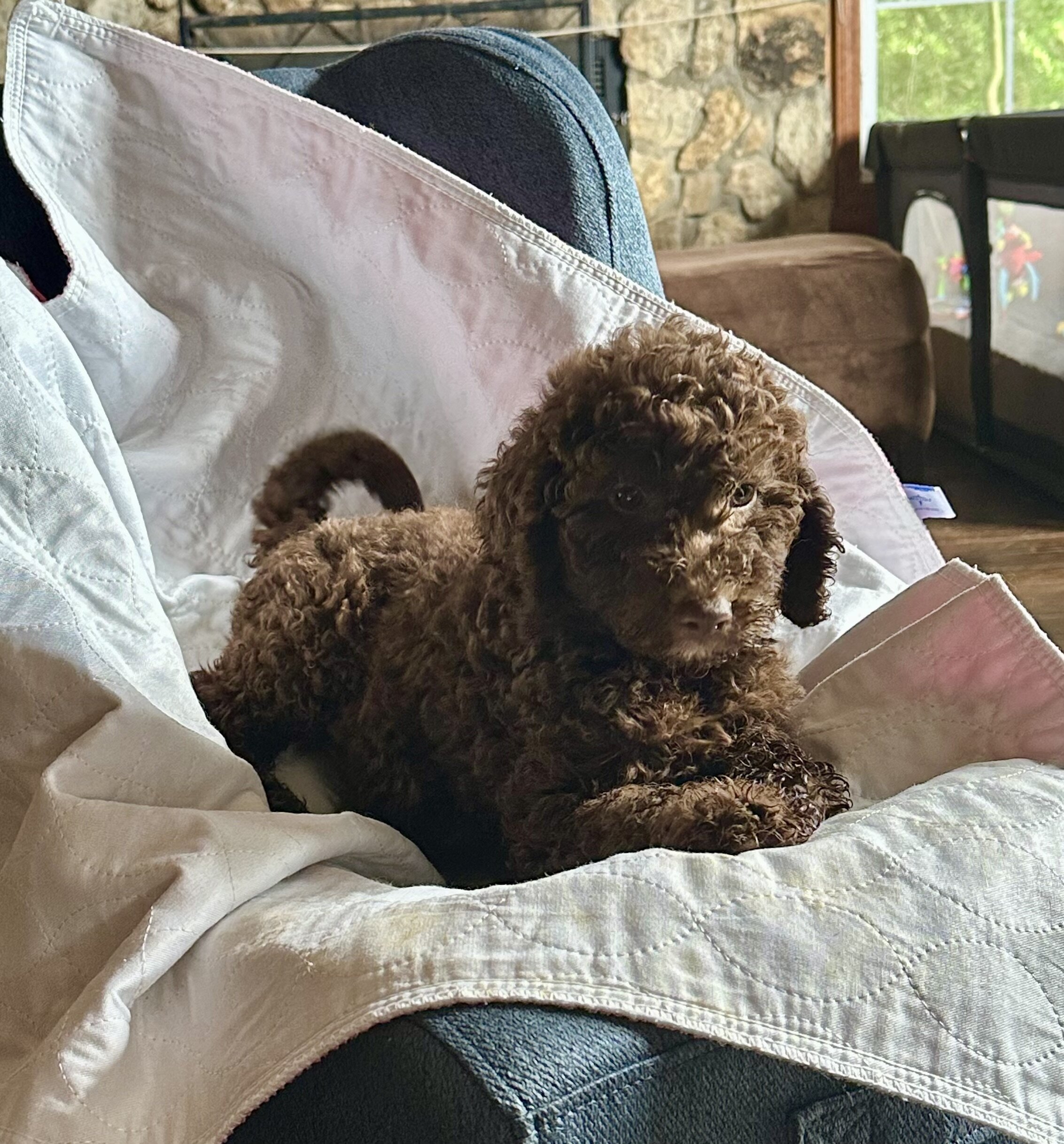 Goldendoodle image 4