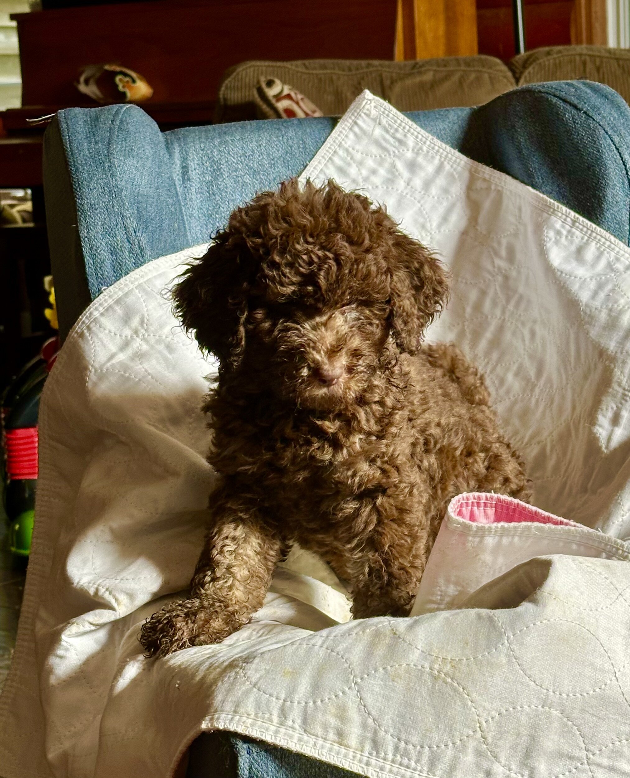 Goldendoodle image 1