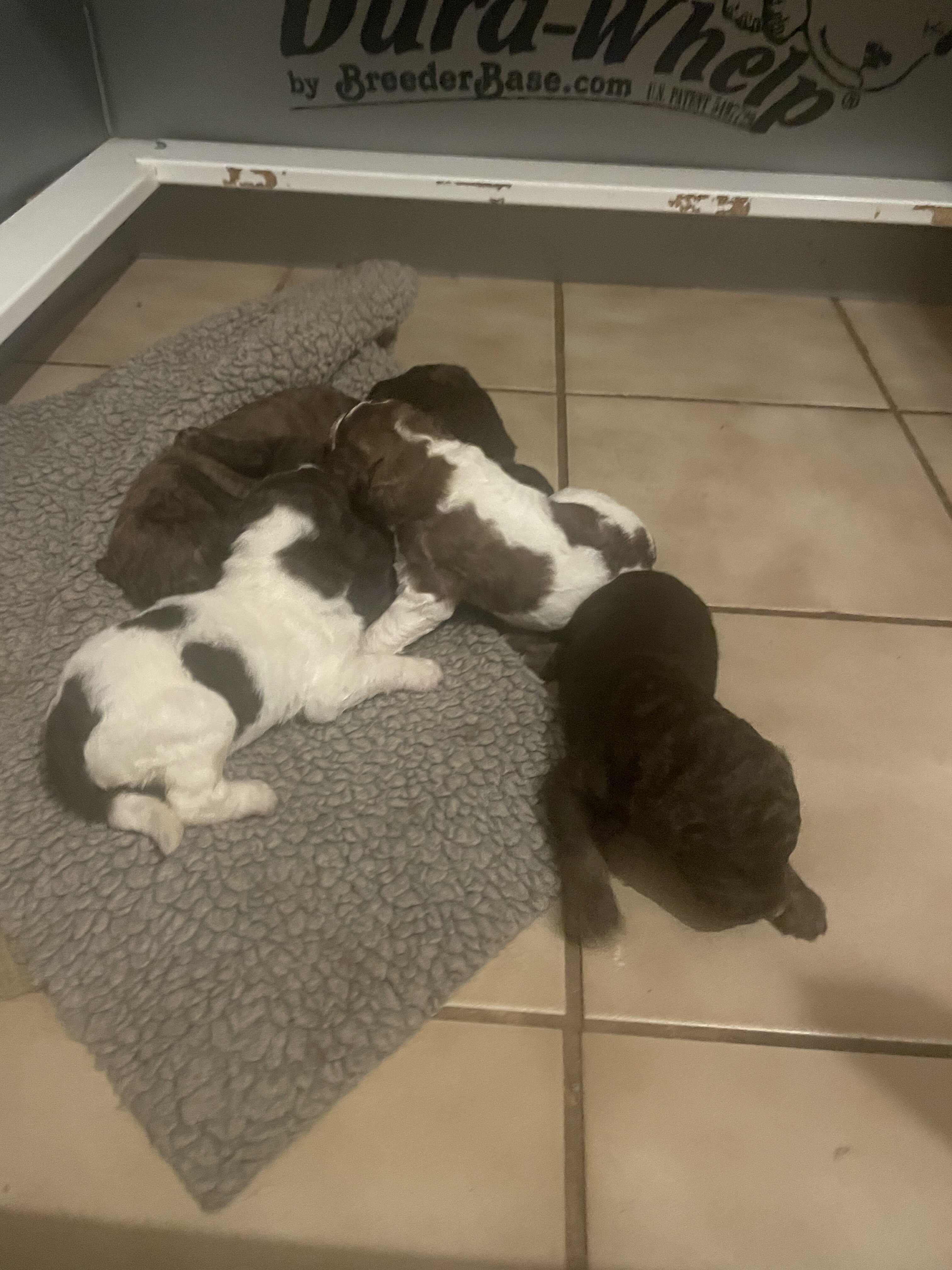 Goldendoodle litter image 2