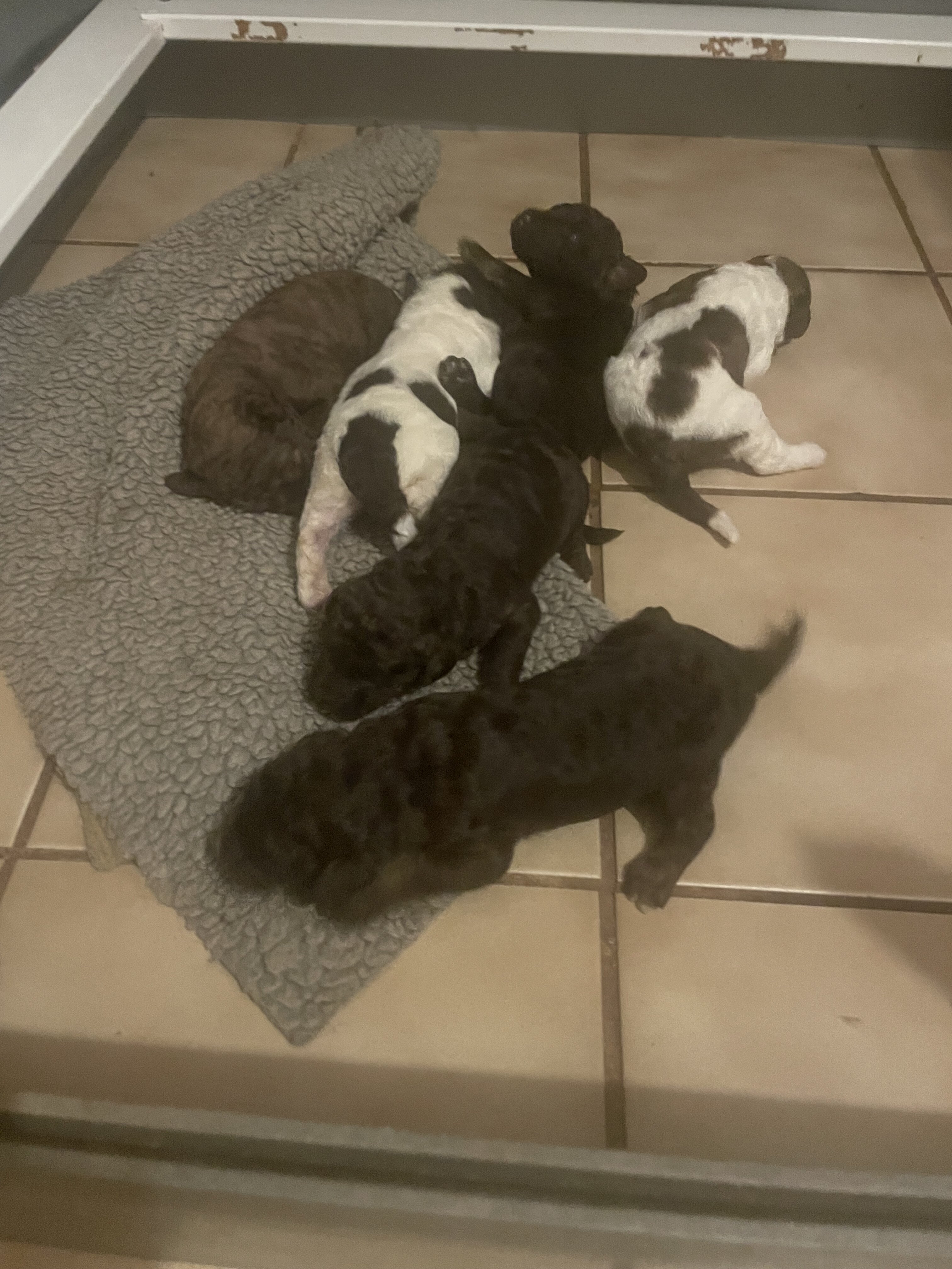 Goldendoodle litter image 1
