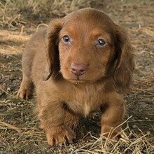 8 Week Old Don Dachshund image 2