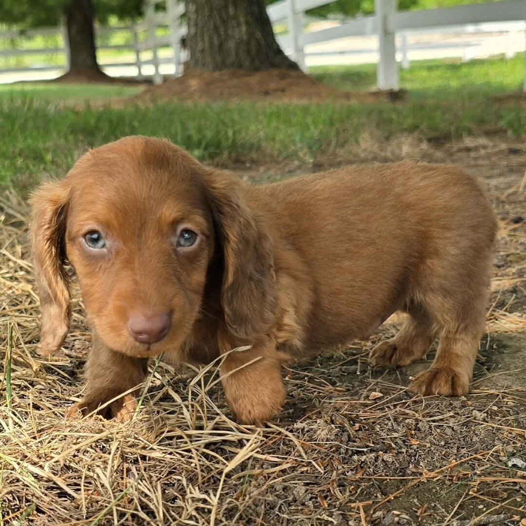 8 Week Old Don Dachshund image 3