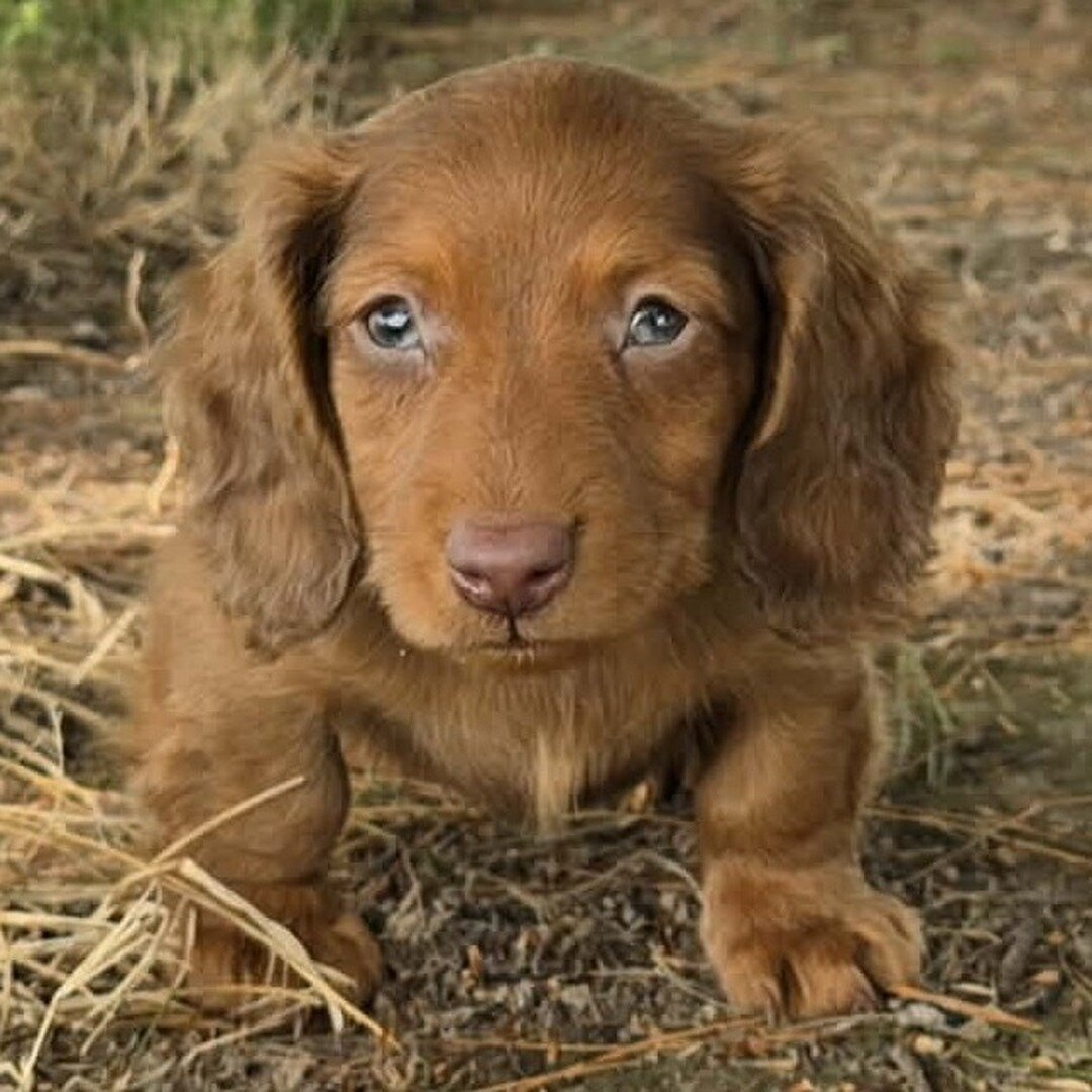8 Week Old Don Dachshund image 4