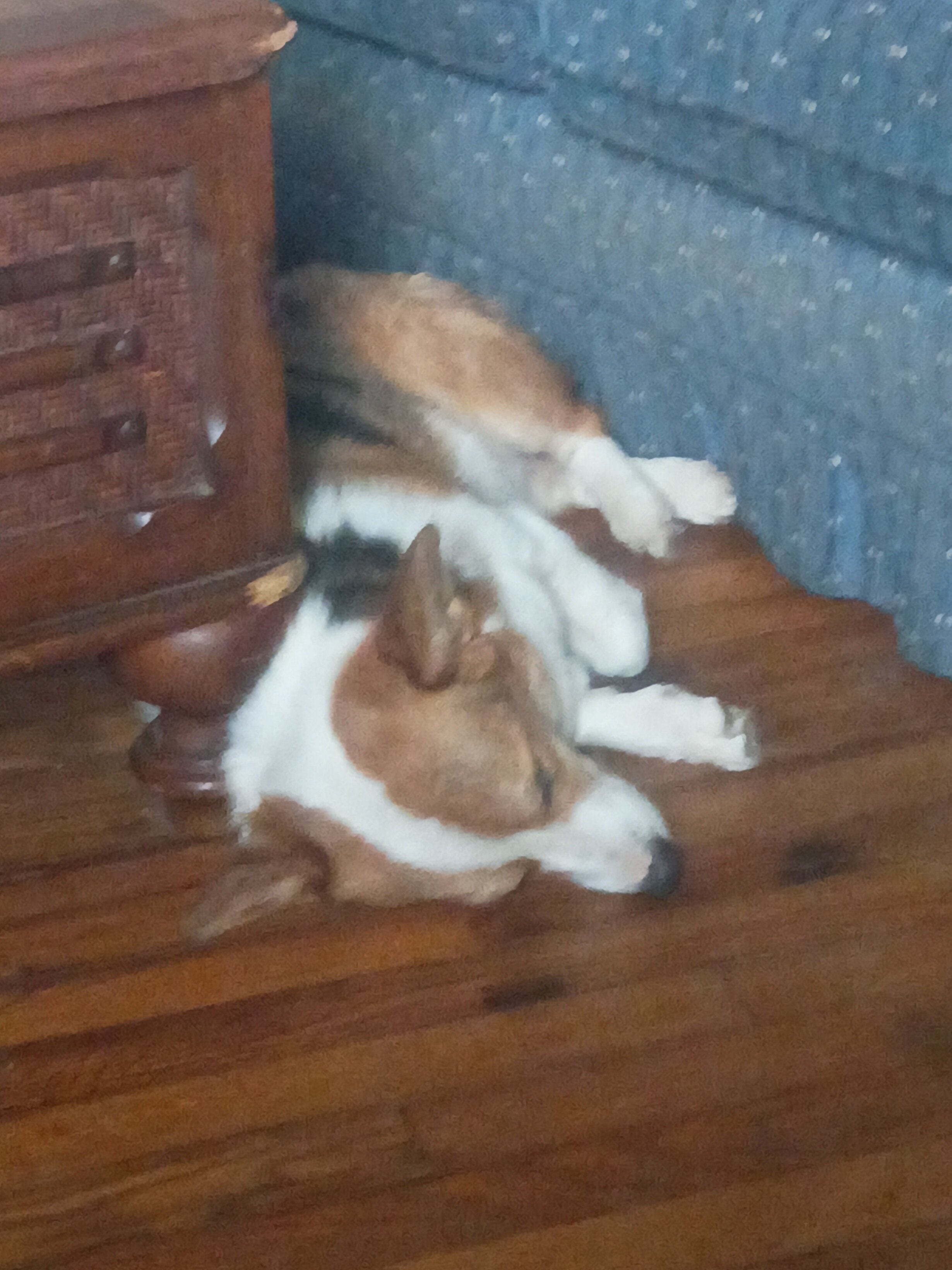American corgi image 1