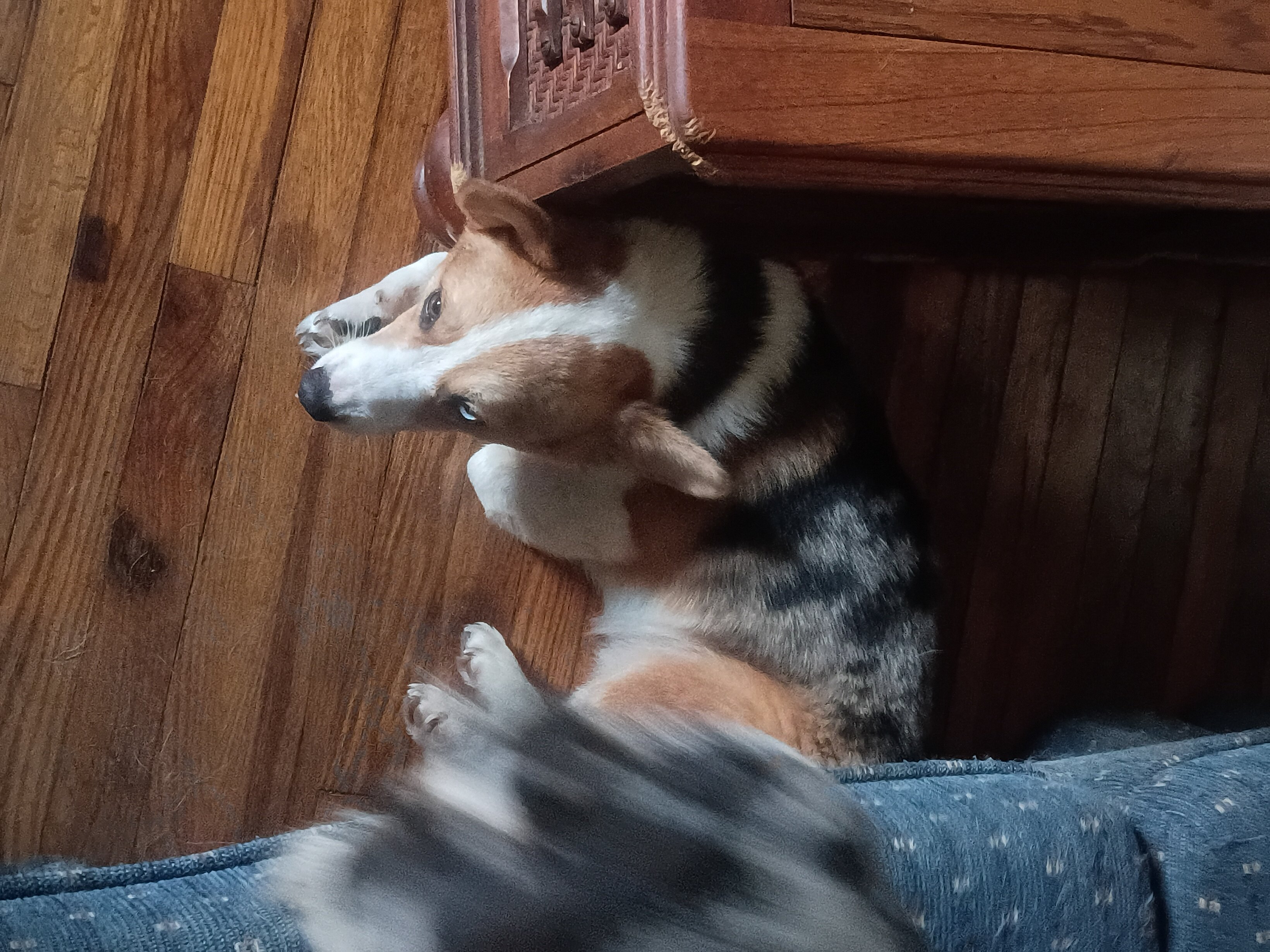 American corgi image 2