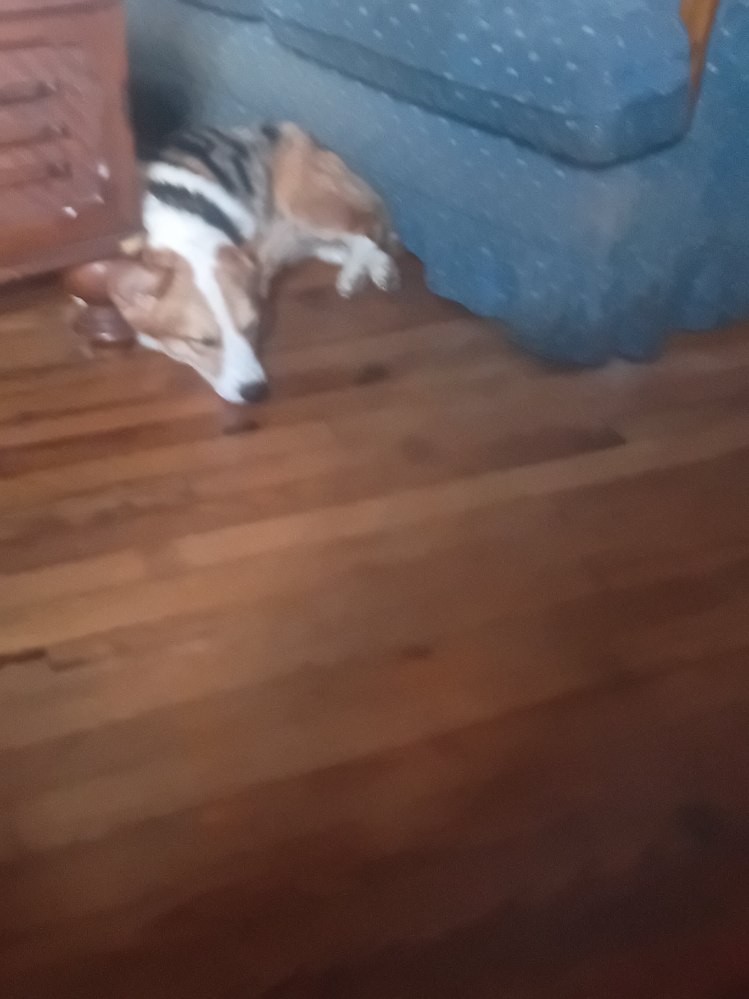 American corgi image 3