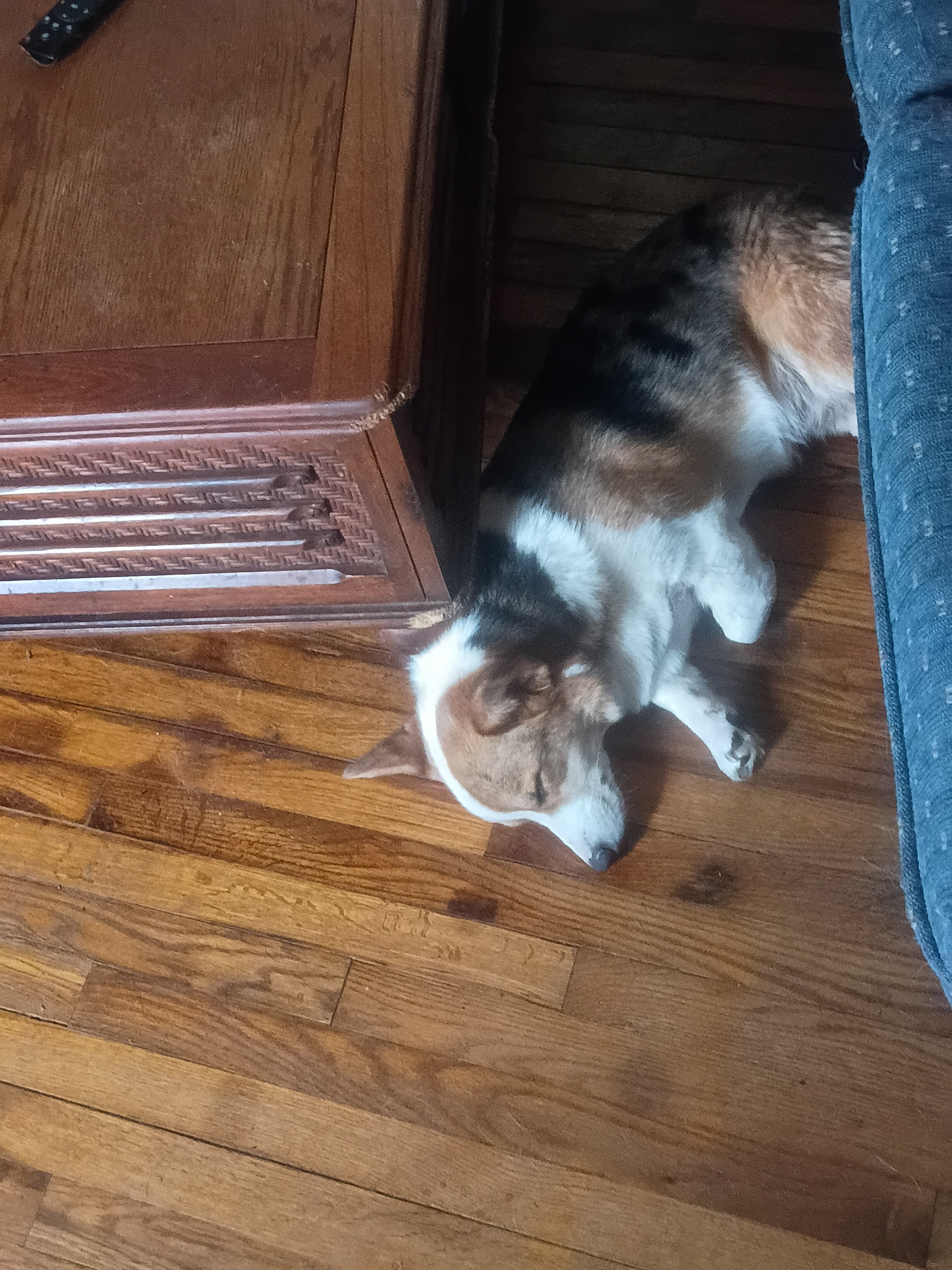 American corgi image 4