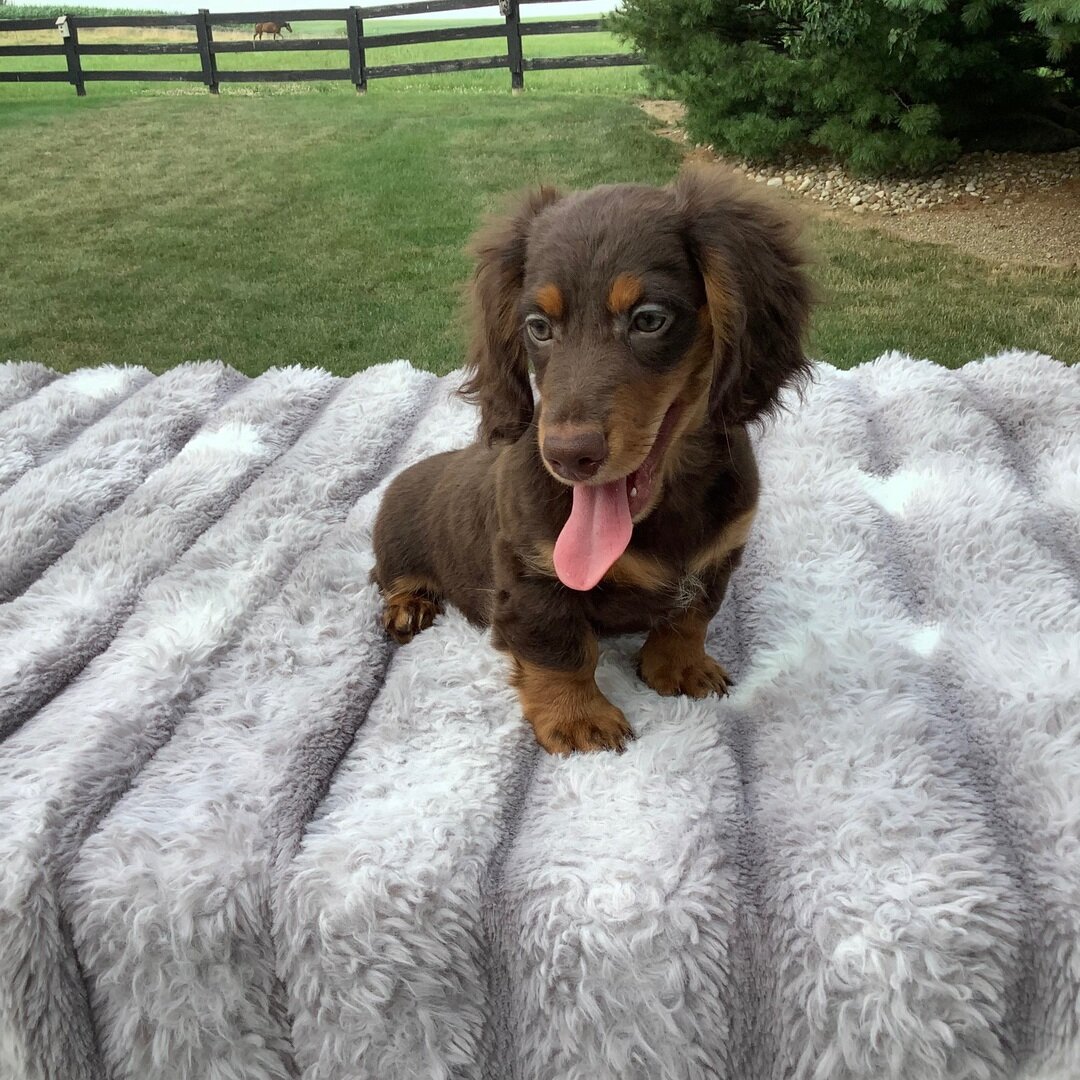 Cookie 8 Dachshund Puppy image 2