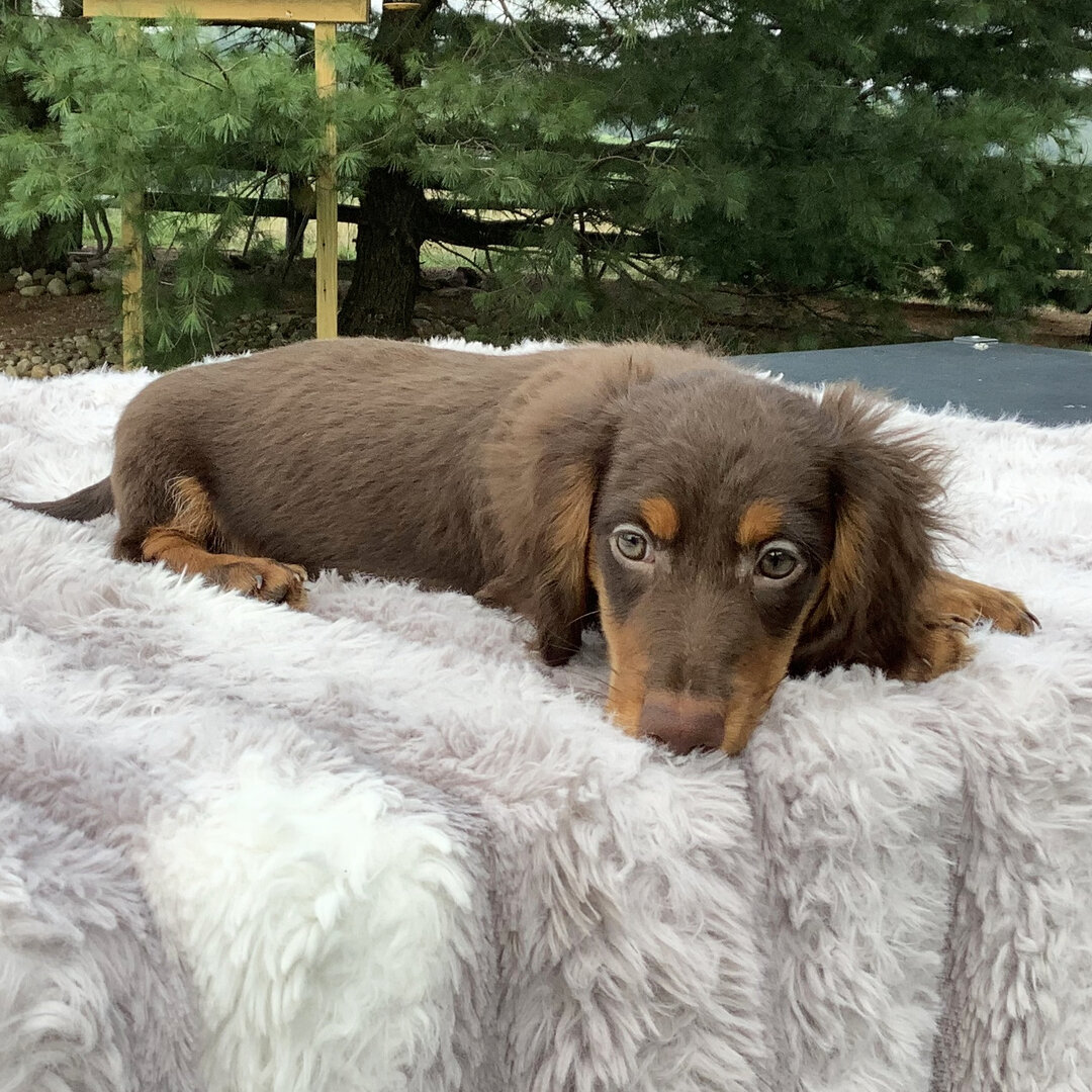 Cookie 8 Dachshund Puppy image 3