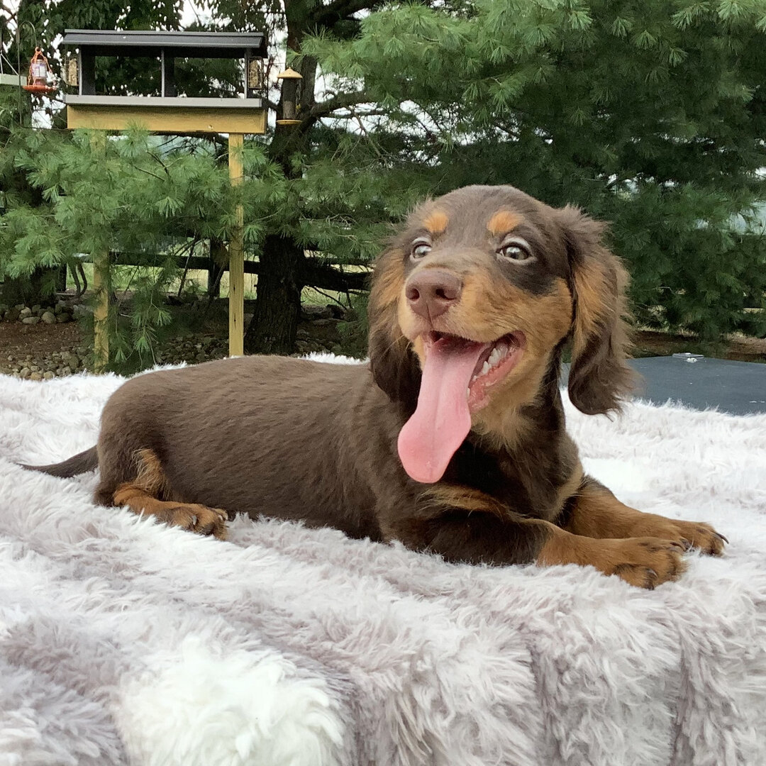 Cookie 8 Dachshund Puppy image 4