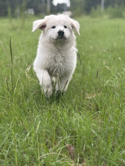 GREAT PYRENEES PUPPIES image 5