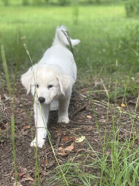 GREAT PYRENEES PUPPIES image 4