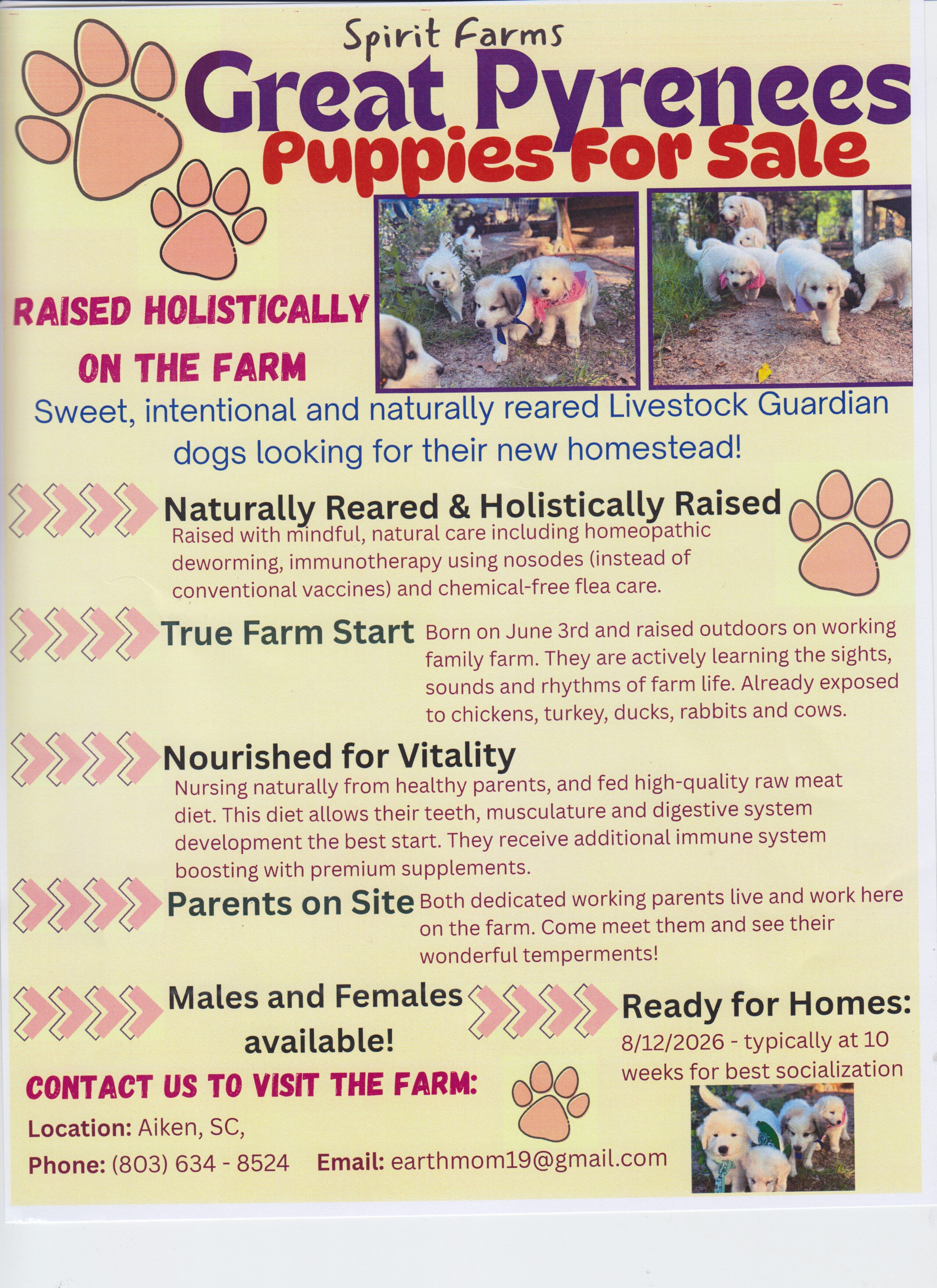 GREAT PYRENEES PUPPIES image 2