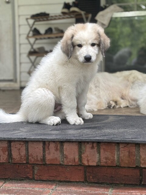 GREAT PYRENEES PUPPIES image 3