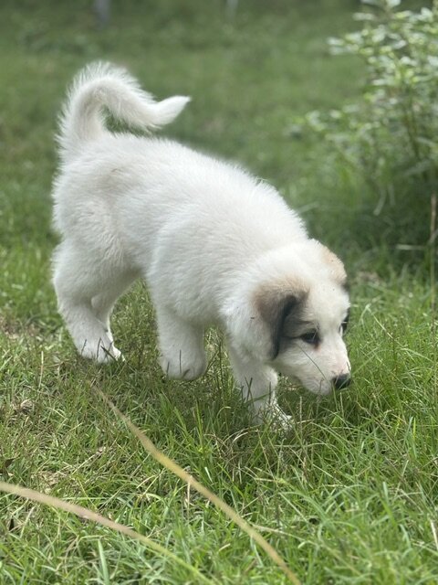 GREAT PYRENEES PUPPIES image 6