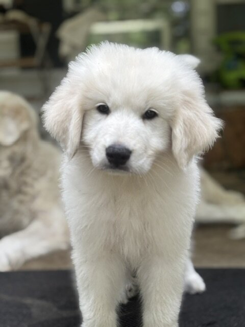 GREAT PYRENEES PUPPIES image 1