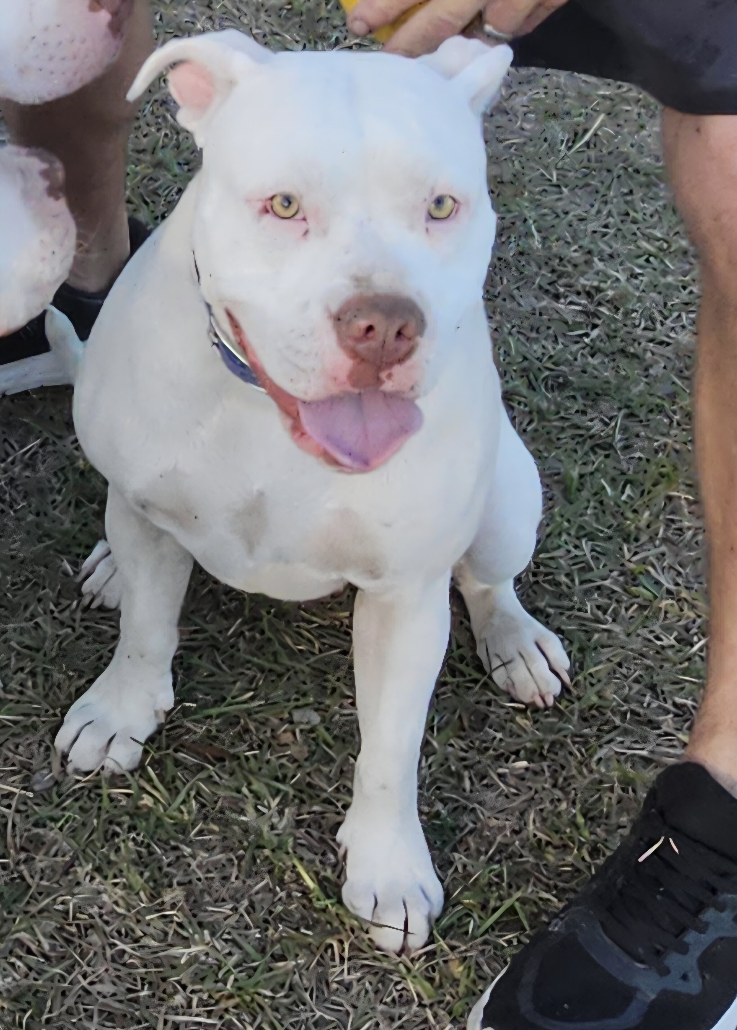 American bulldogs image 3
