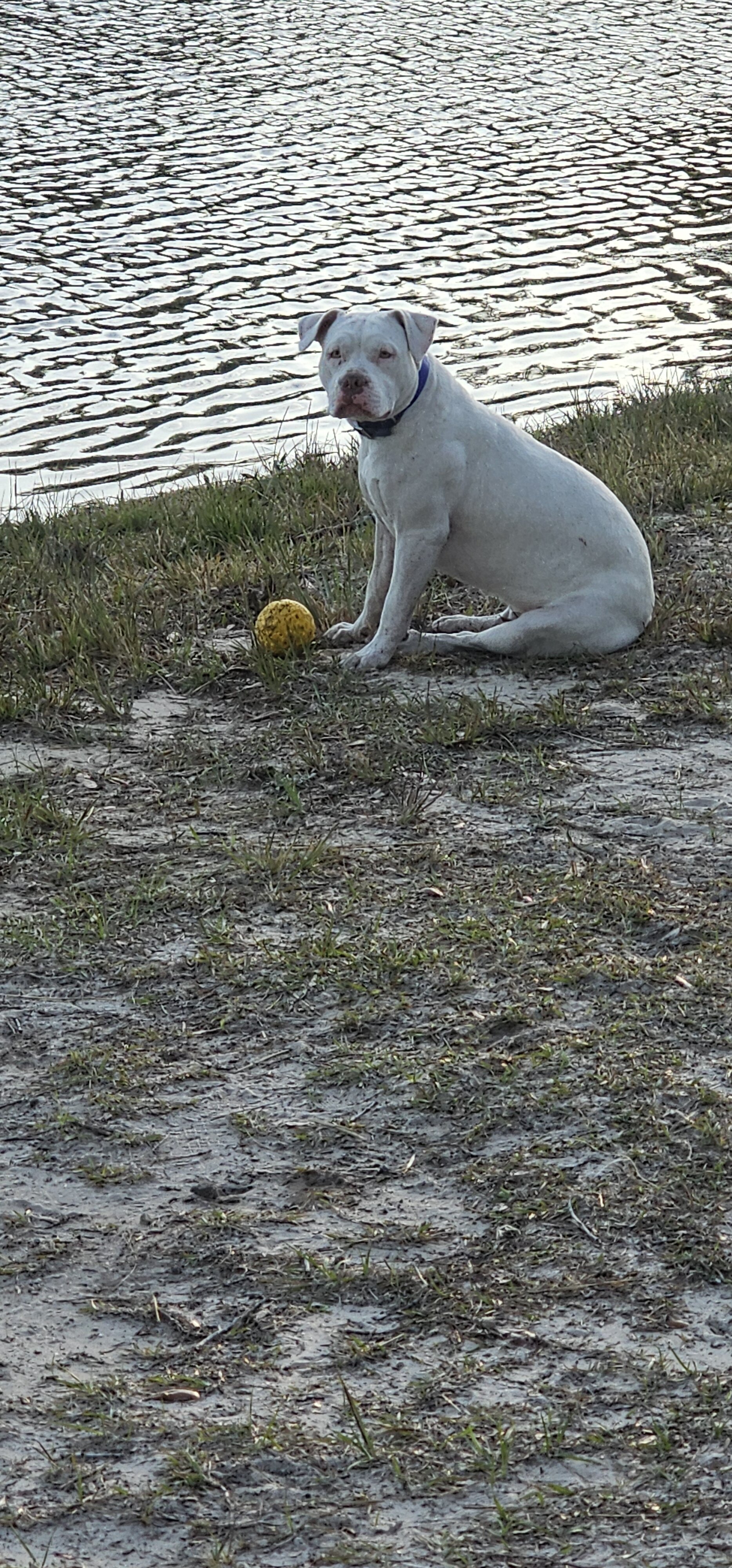American bulldogs image 2