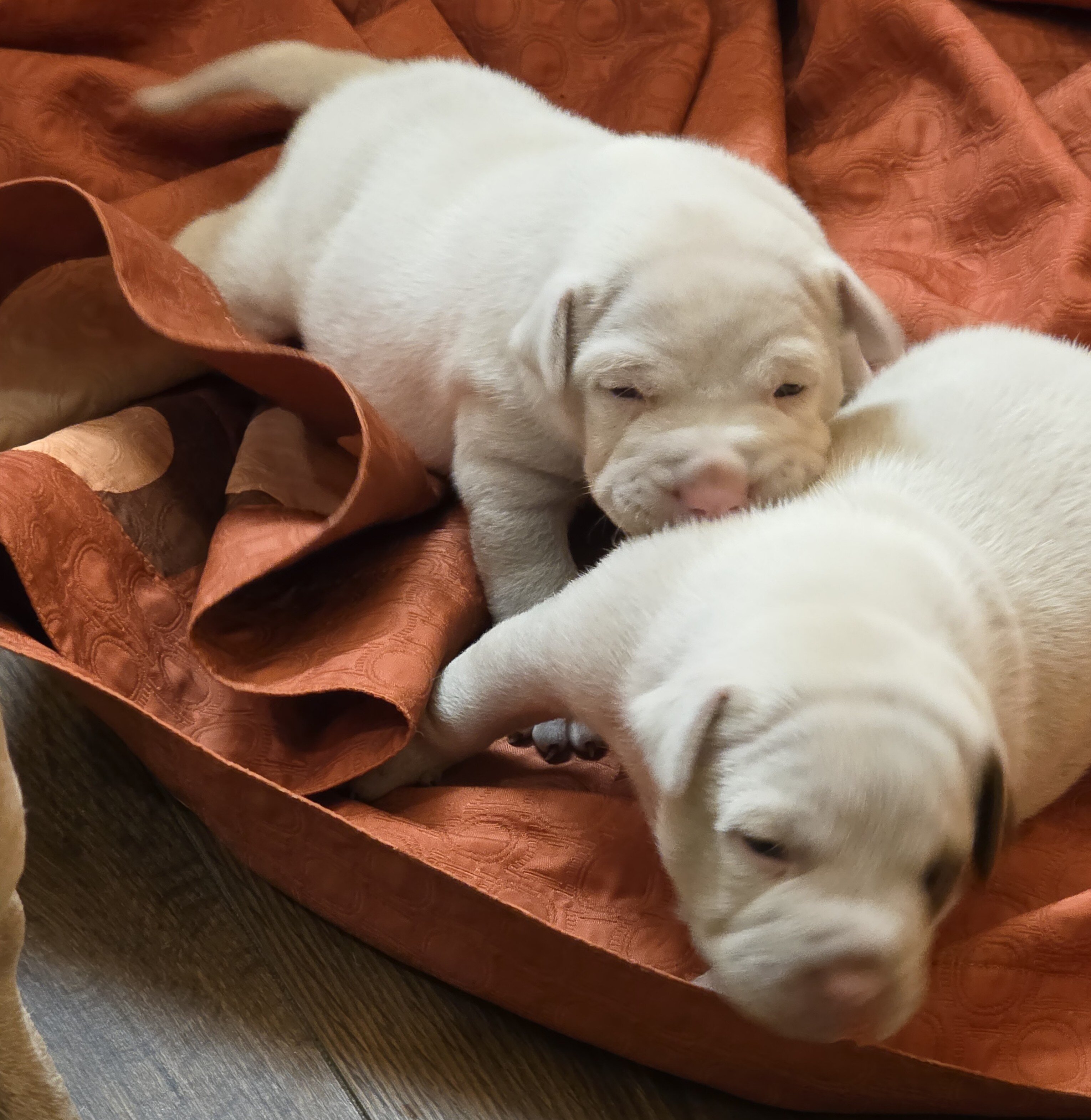 American bulldogs image 1