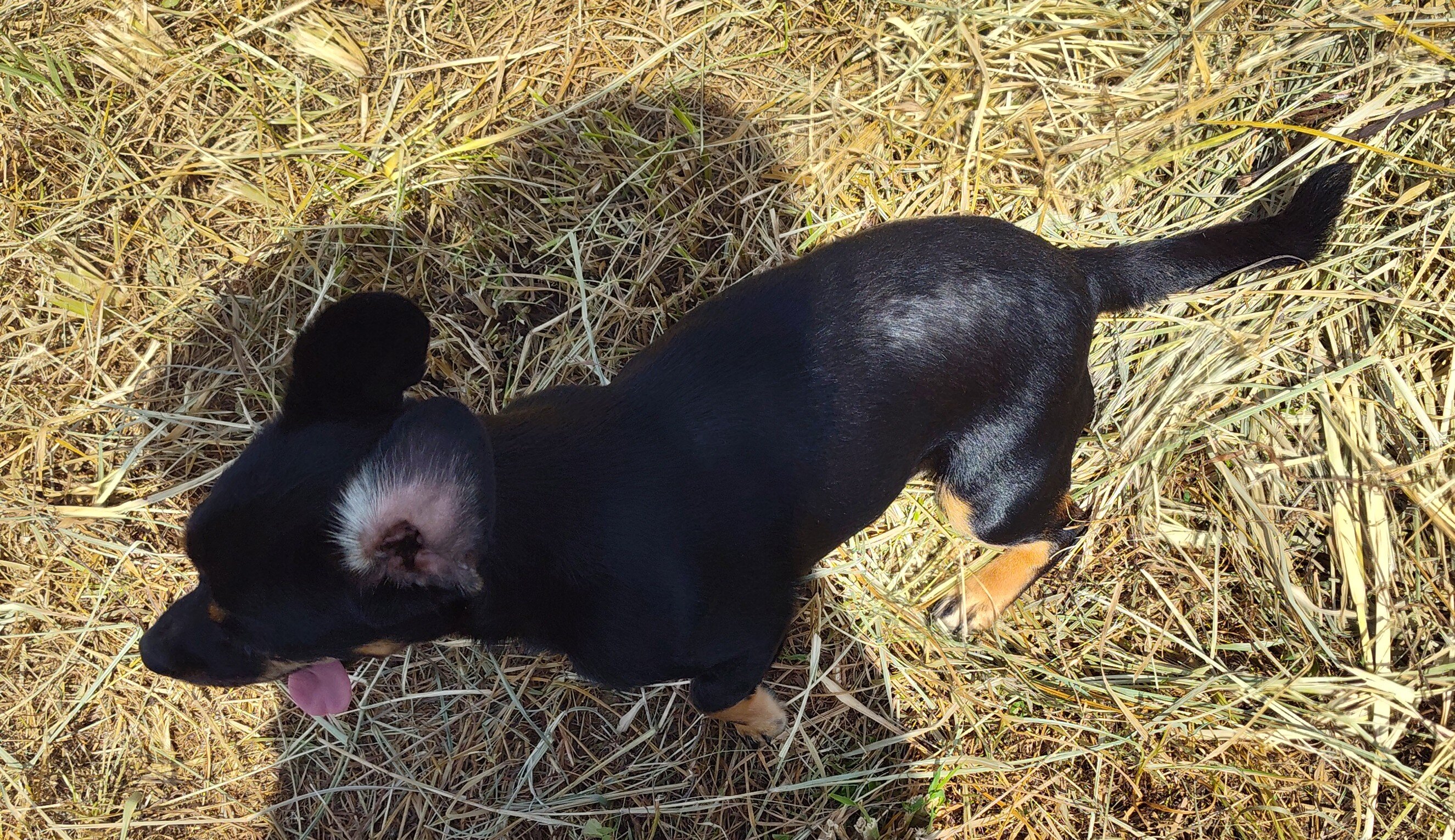 1/2 shih Tzu females. image 9