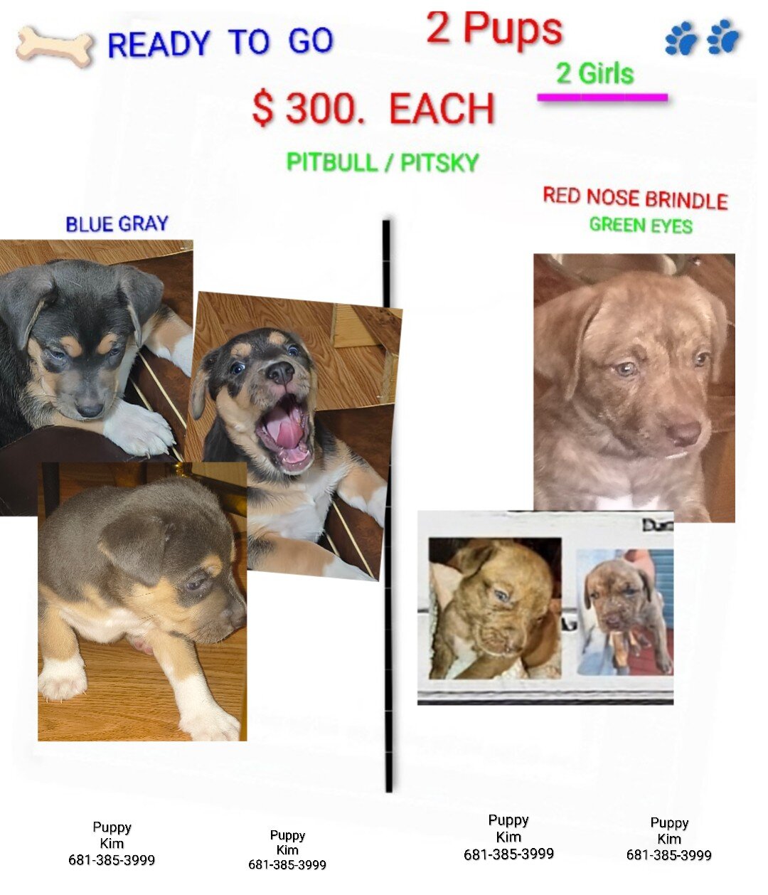 2 Pups $300. Each image 1