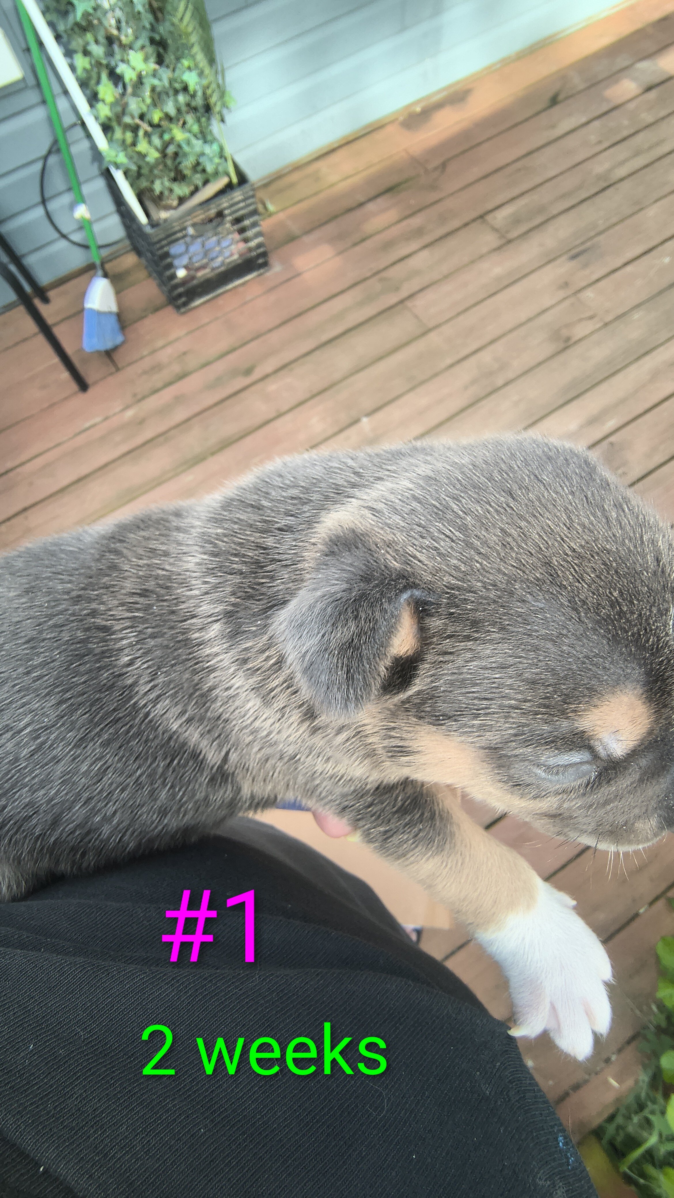 2 Pups $300. Each image 8