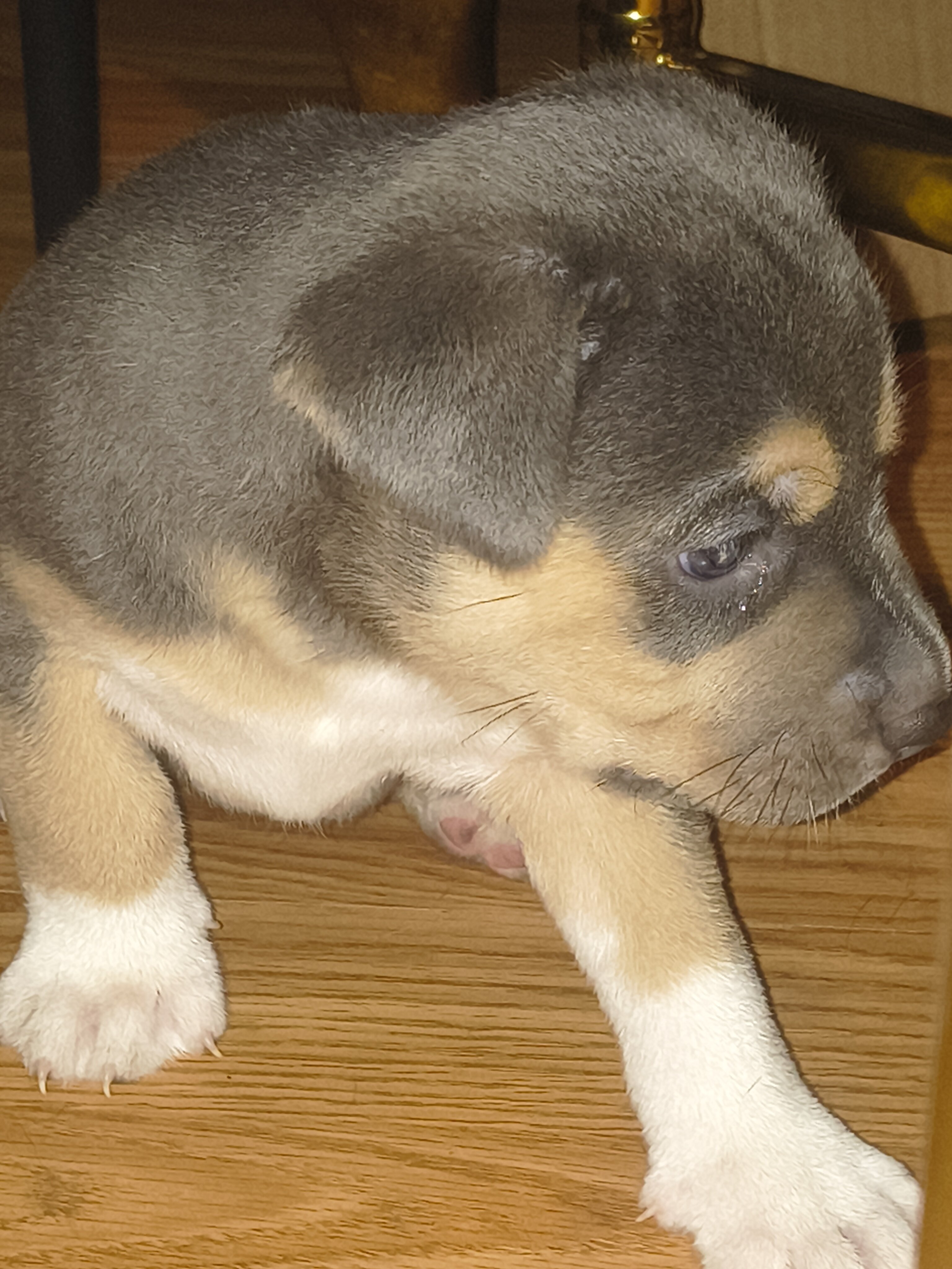 2 Pups $300. Each image 10