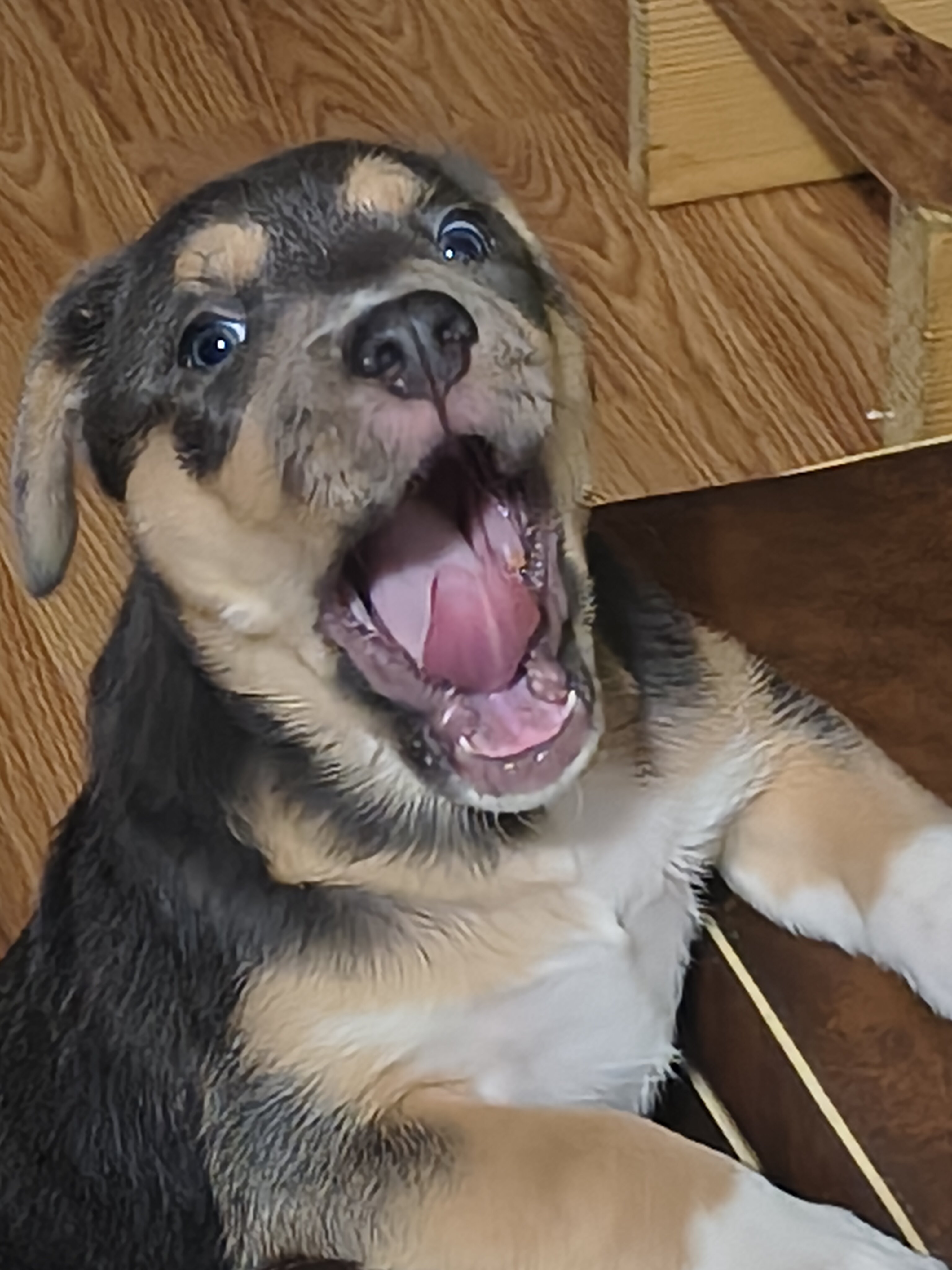 2 Pups $300. Each image 9
