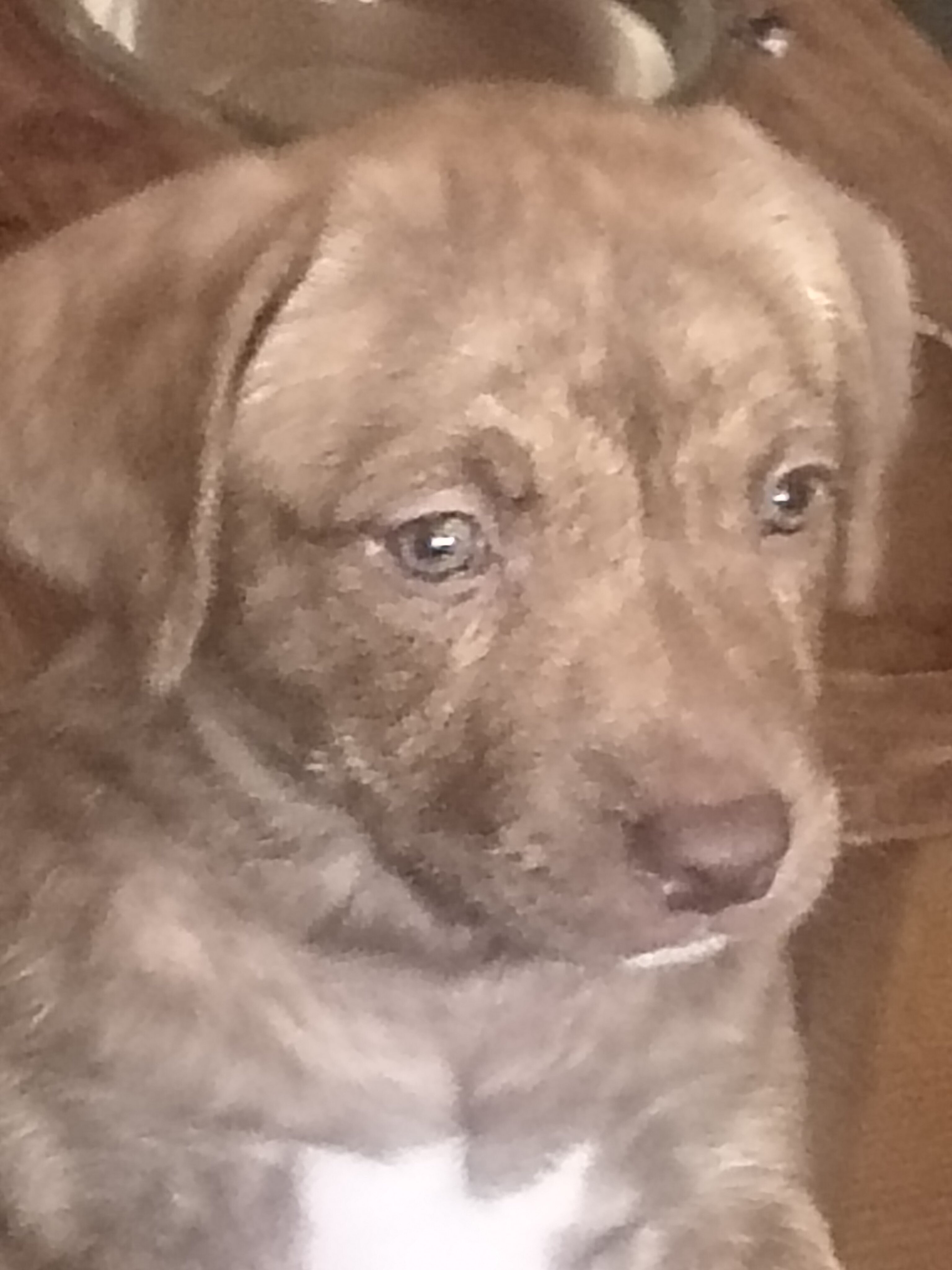 2 Pups $300. Each image 4