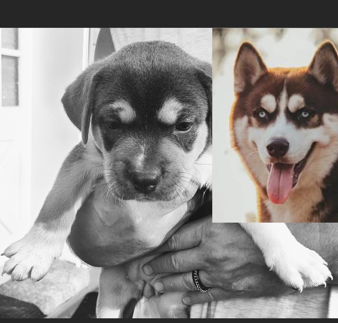 2 Pups $300. Each image 6
