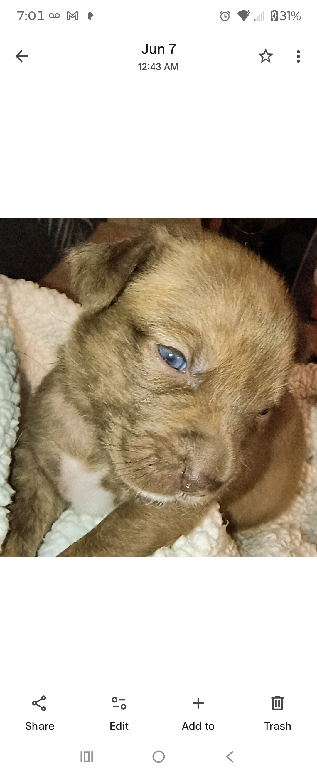2 Pups $300. Each image 2
