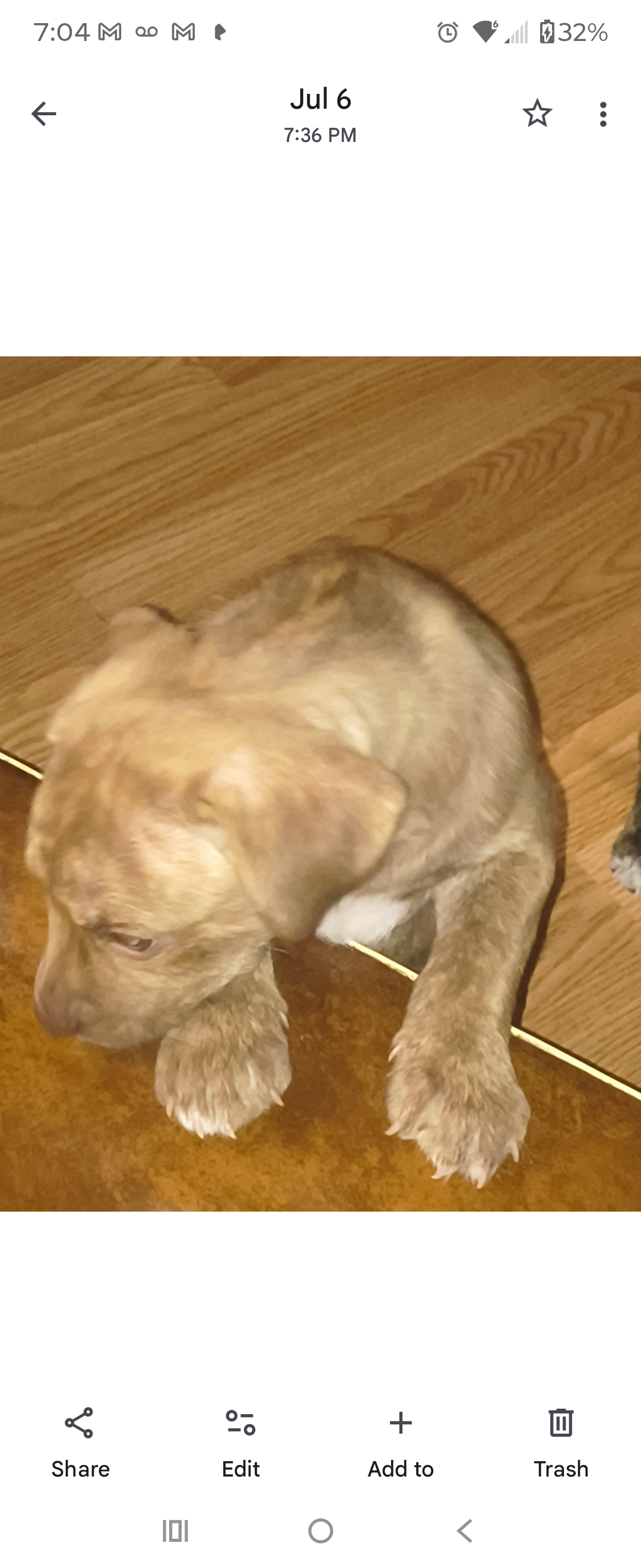 2 Pups $300. Each image 5