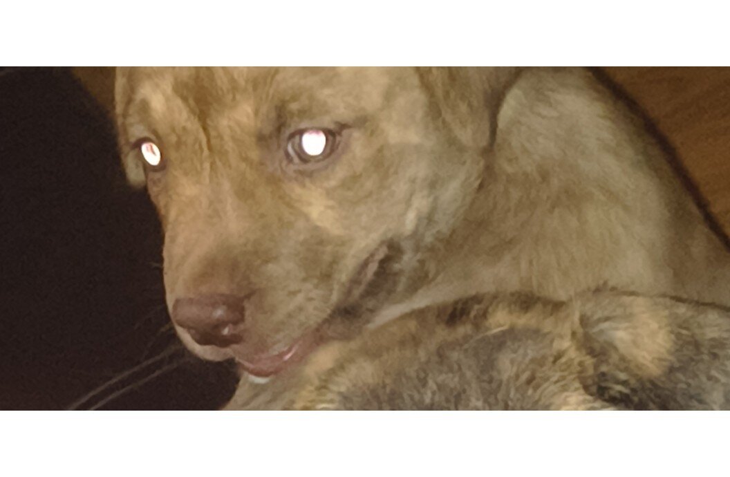 2 Pups $300. Each image 3
