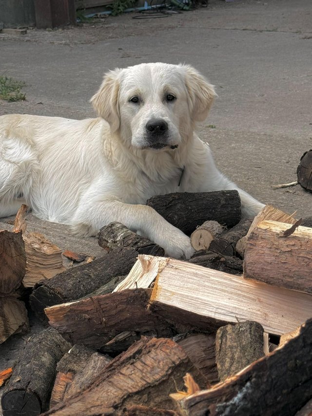 Golden x spangold Retriever Puppies for sale image 3