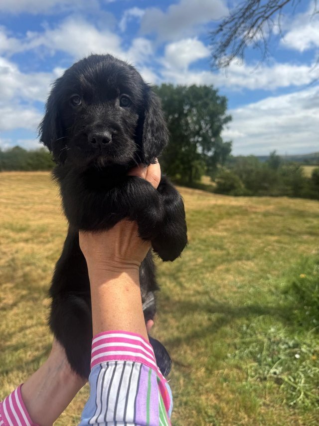 Golden x spangold Retriever Puppies for sale image 2
