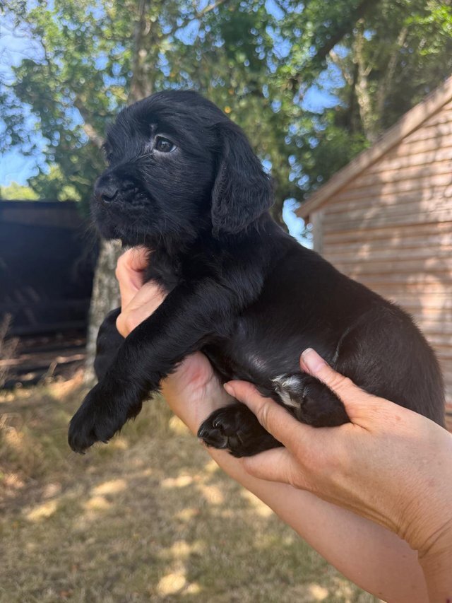 Golden x spangold Retriever Puppies for sale image 1