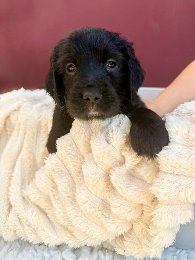 Golden x spangold Retriever Puppies for sale image 4