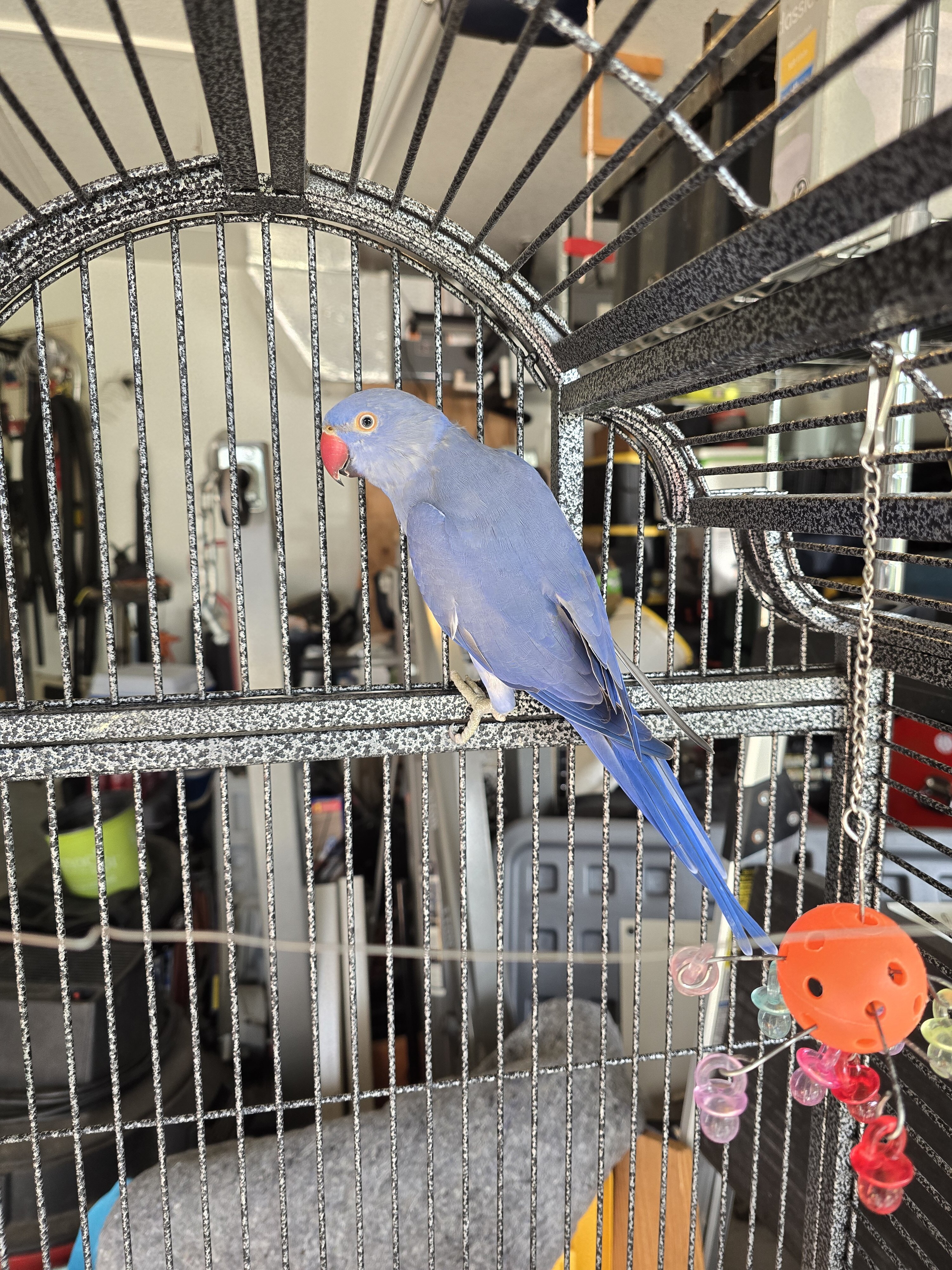 Violet Indian Ringneck image 1