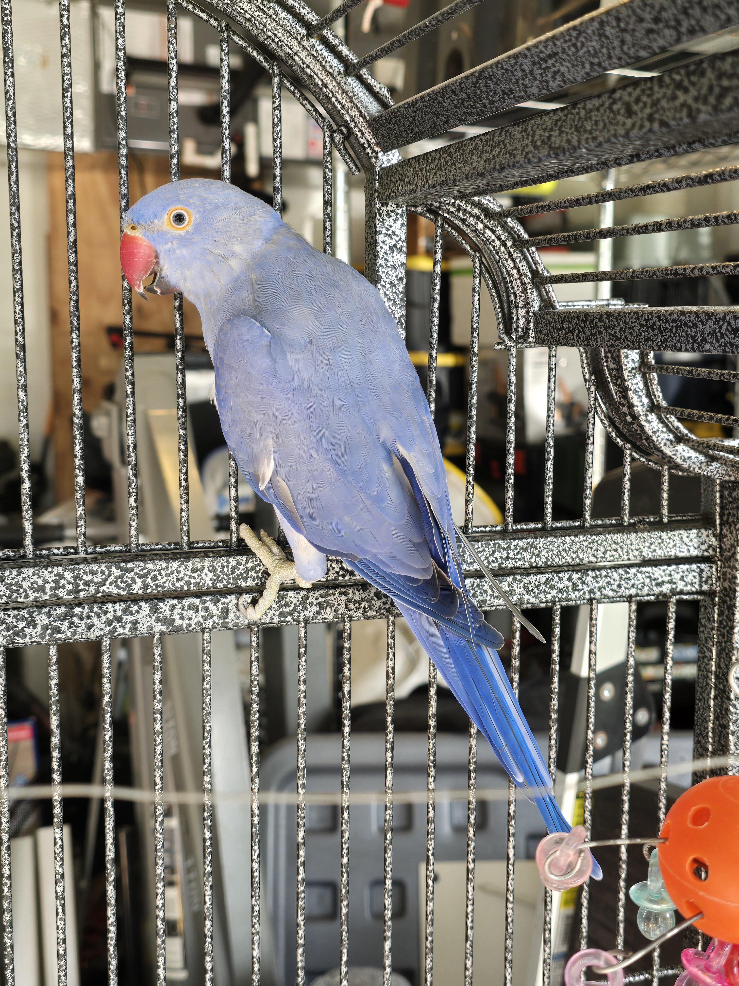 Violet Indian Ringneck image 2
