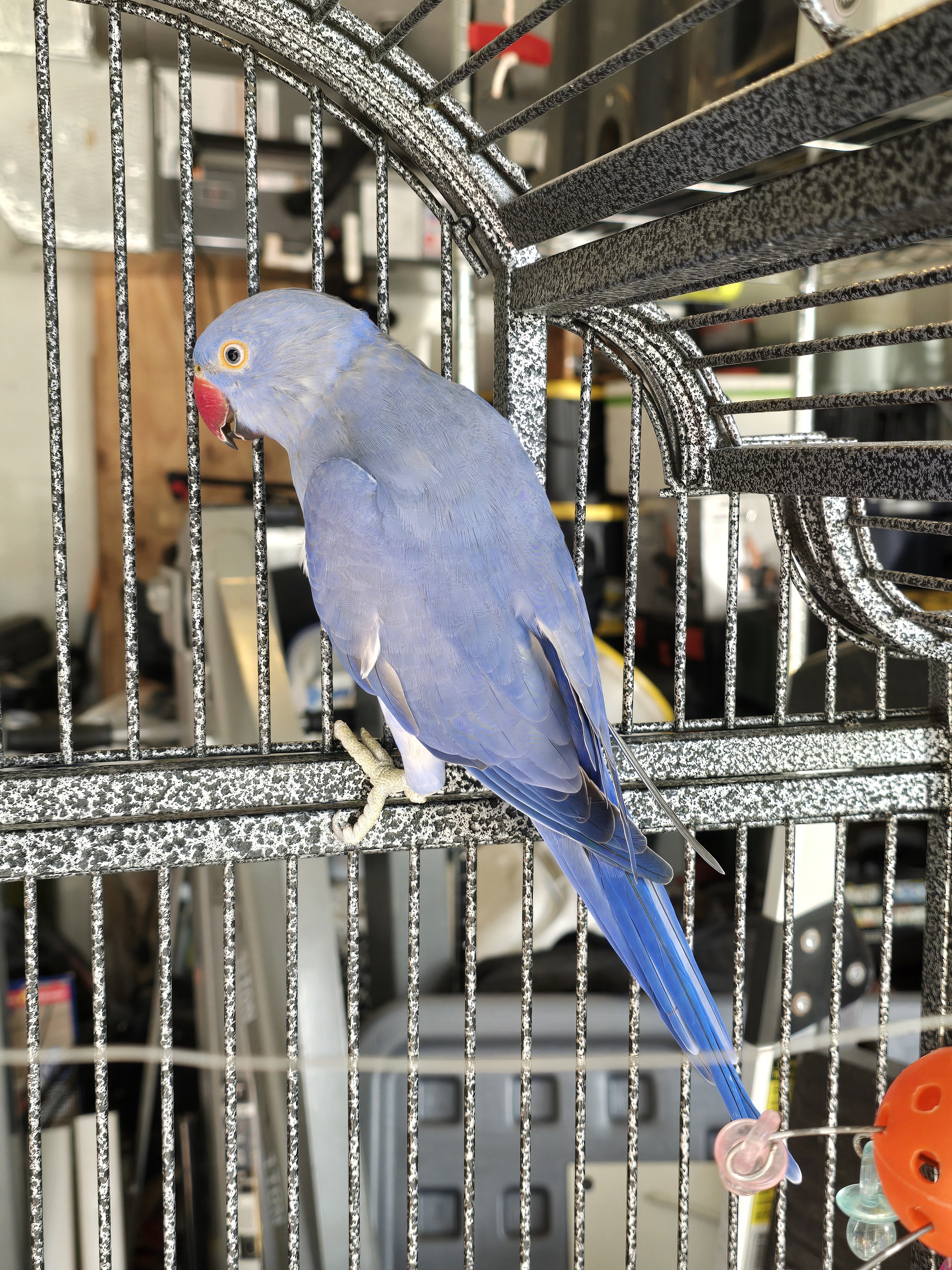 Violet Indian Ringneck image 3