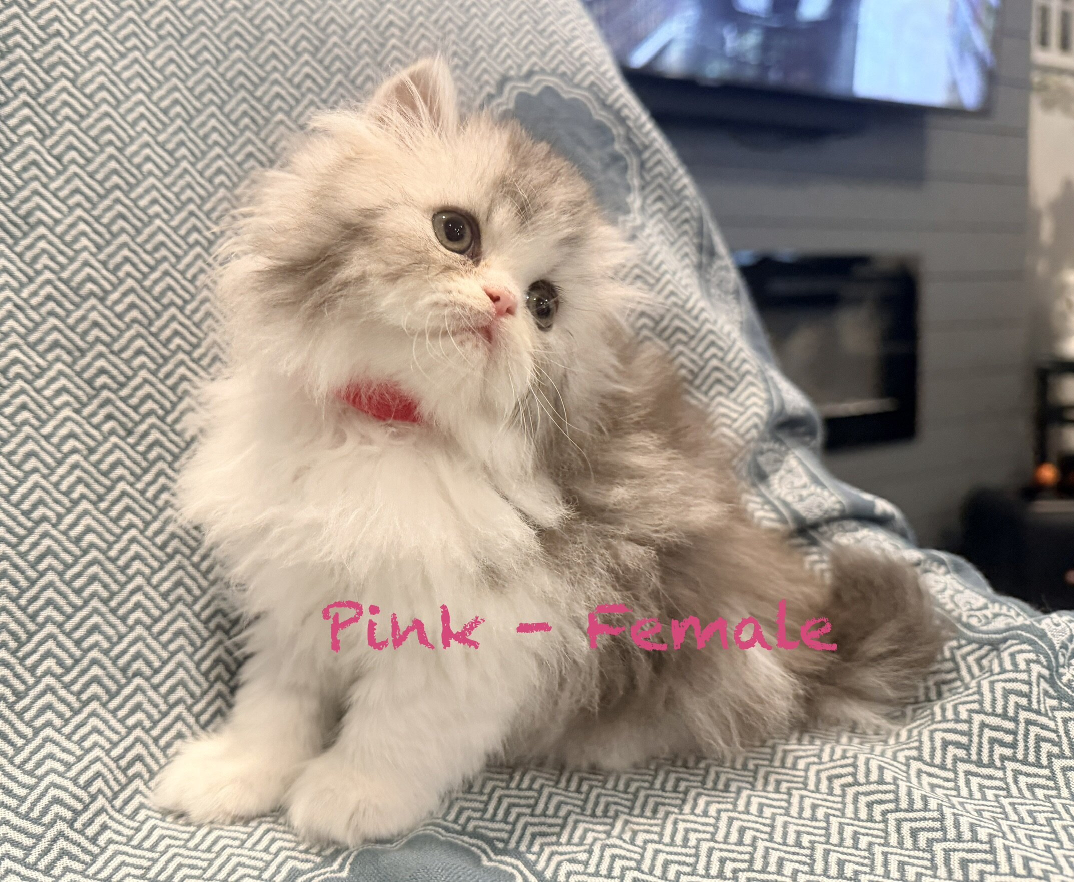 Gorgeous Persian Kittens image 5