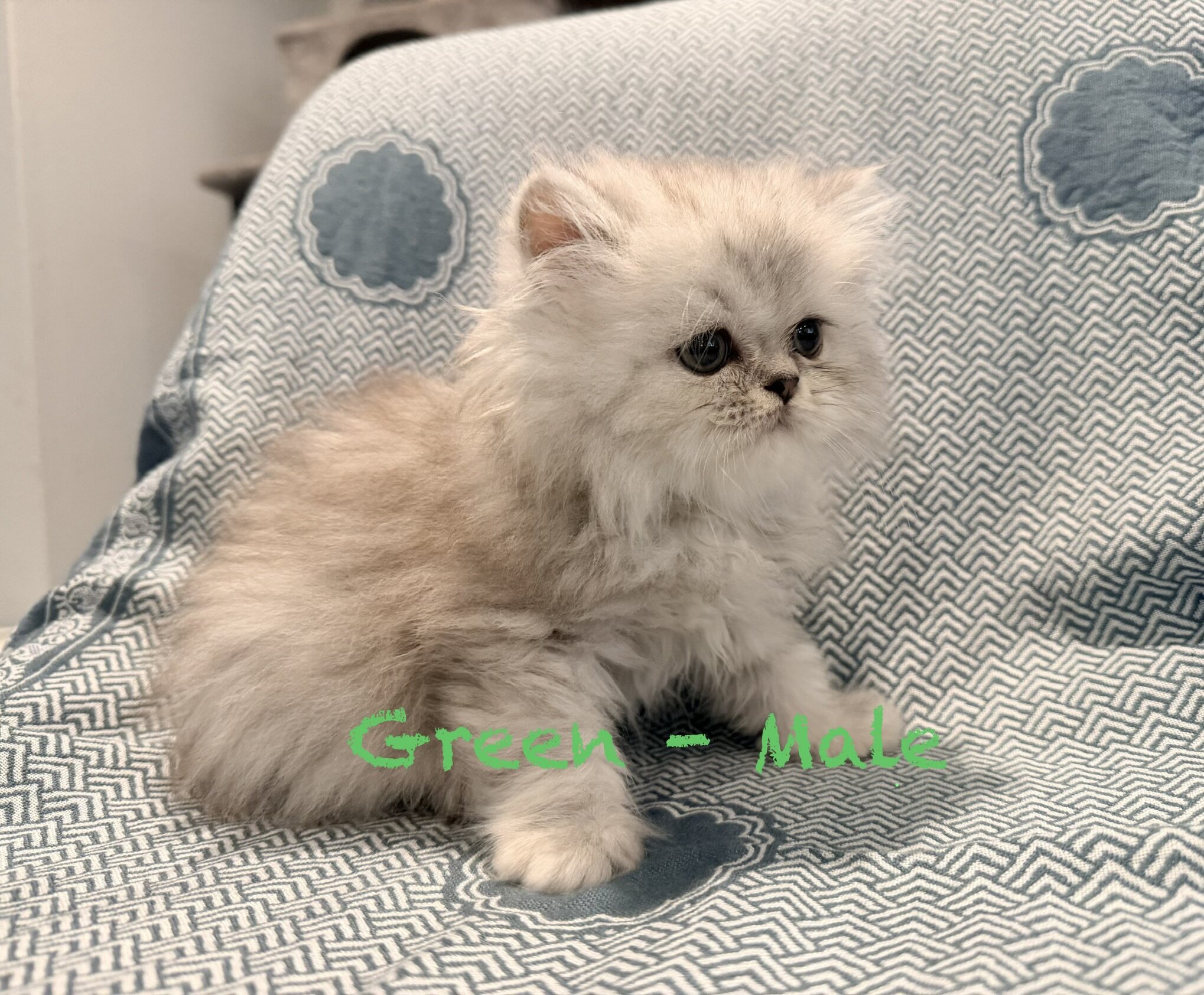 Gorgeous Persian Kittens image 4