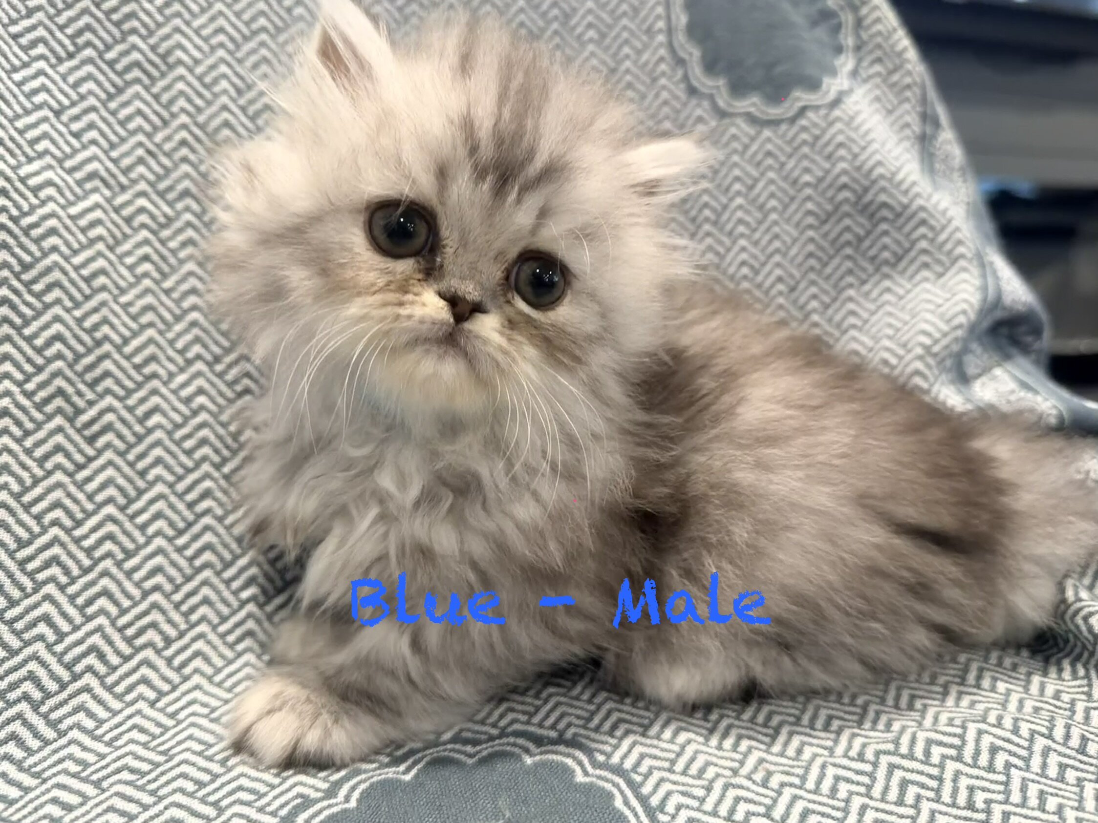 Gorgeous Persian Kittens image 3