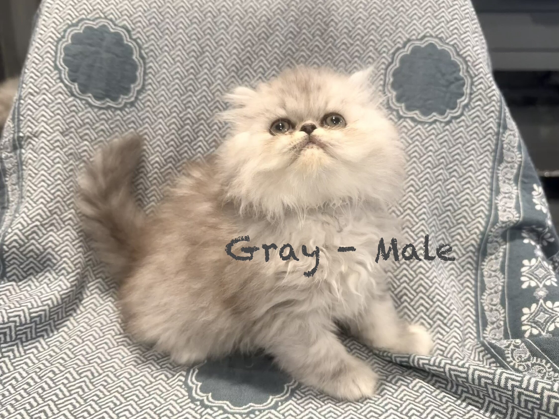 Gorgeous Persian Kittens image 2