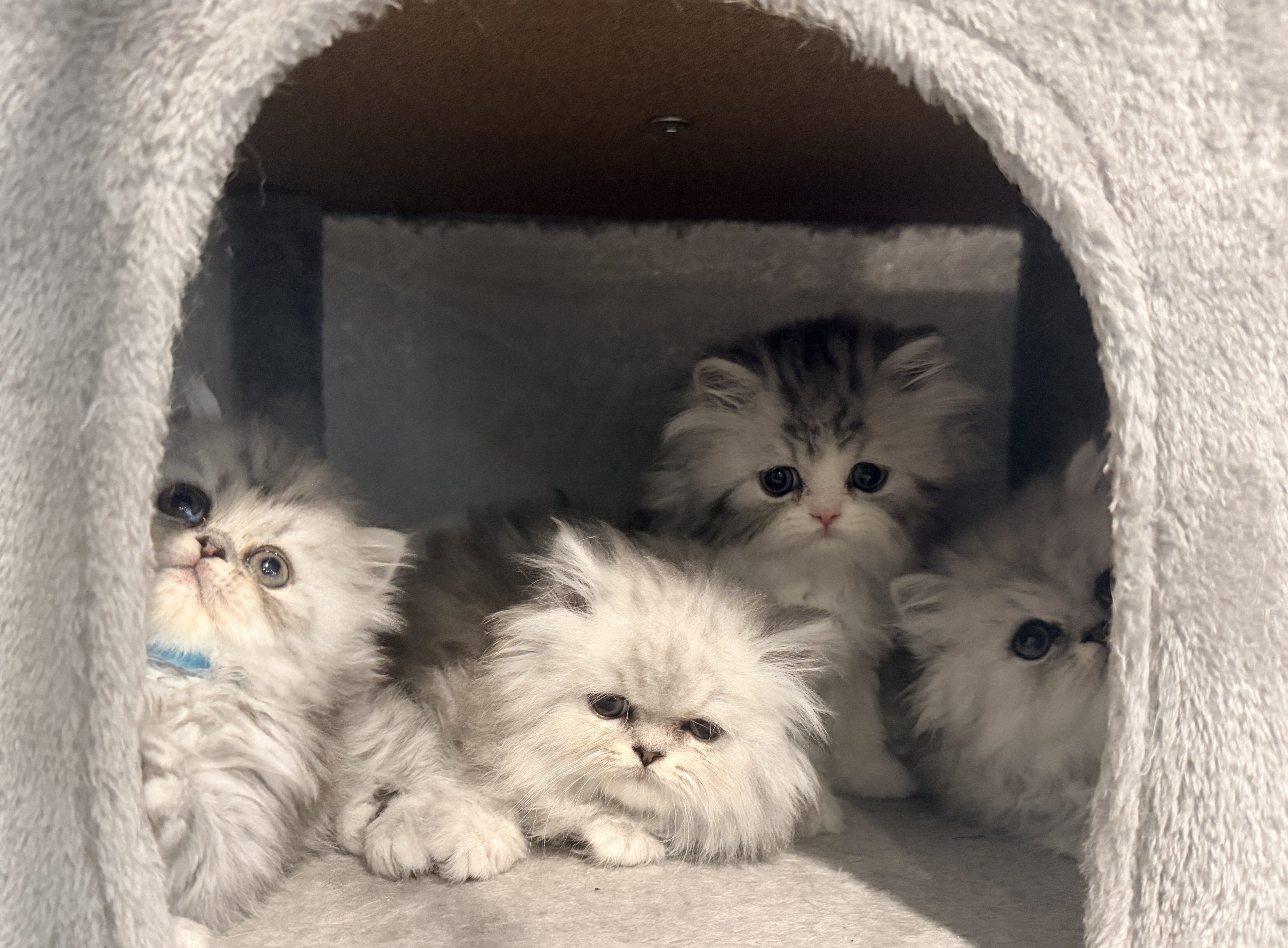 Gorgeous Persian Kittens image 1
