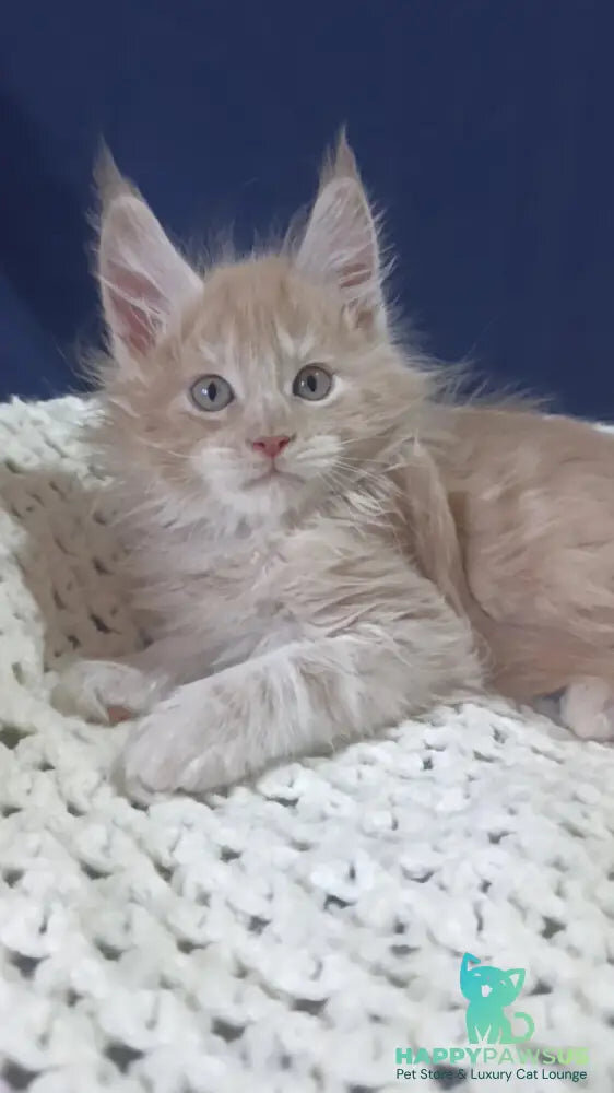 Prince Maine Coon male, cream silver ready for new image 4